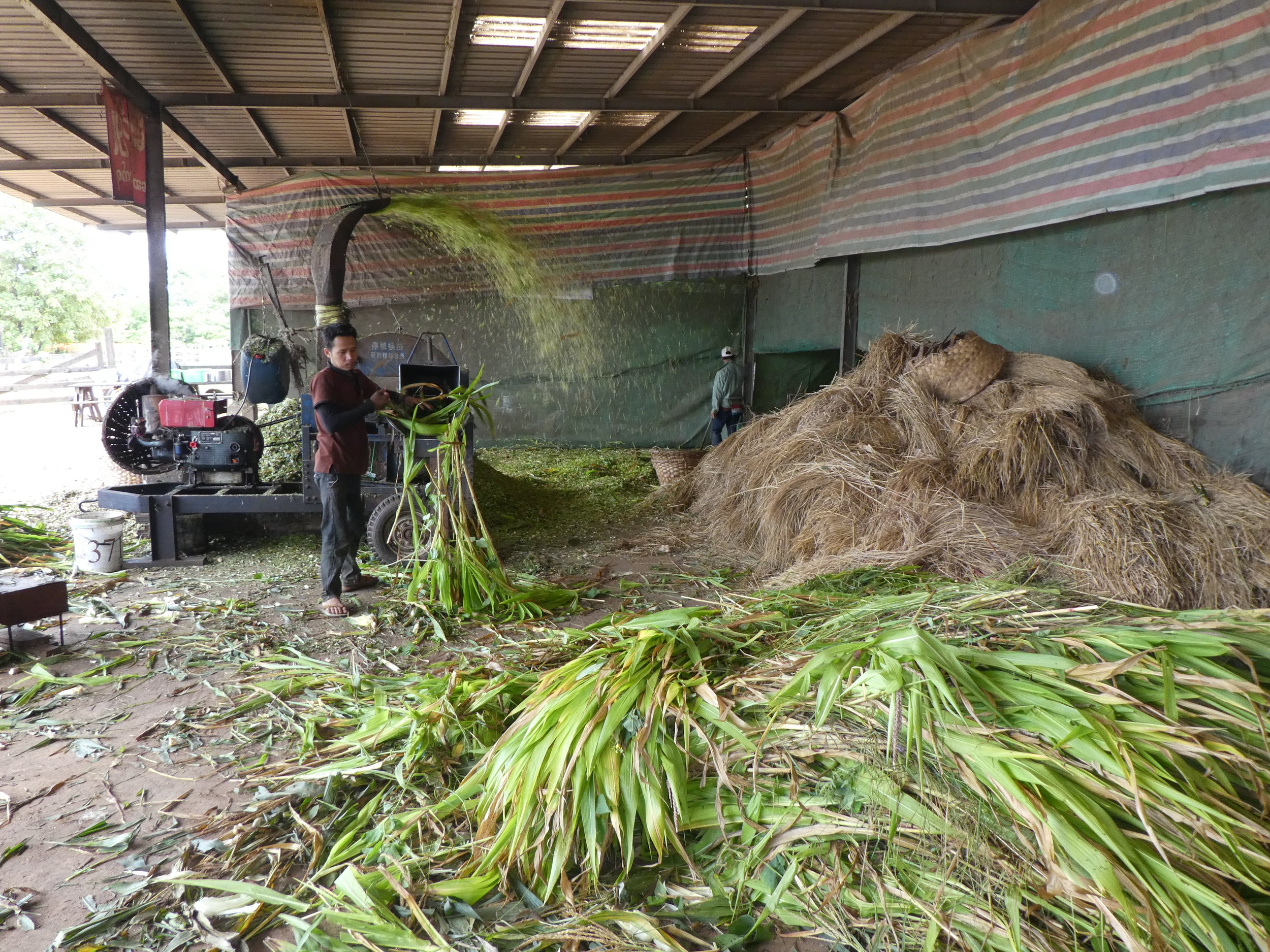 Chopping forage maize