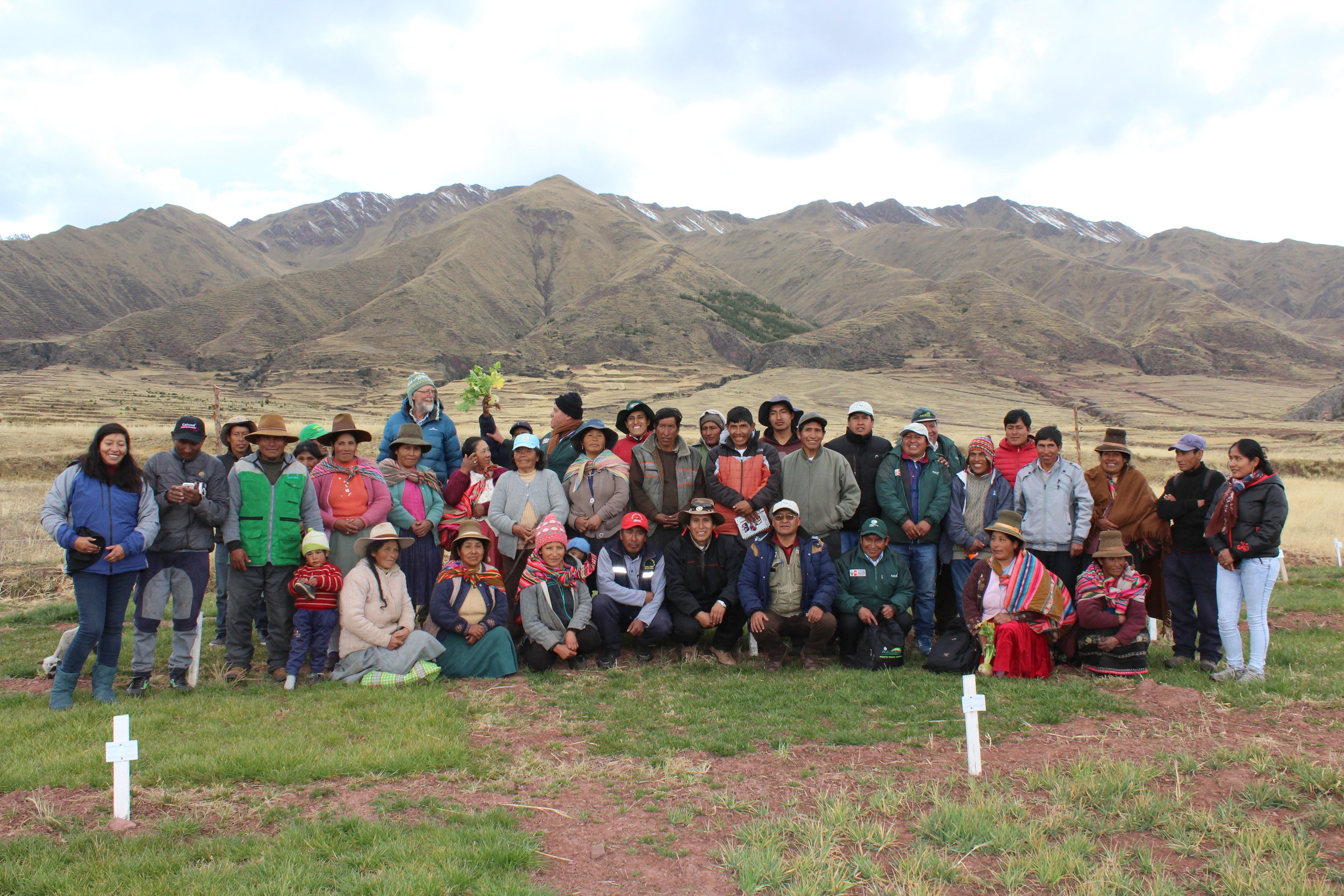 Phil Rolston, after evaluation of introduction of new forage varieties and species in Sangarara, Cusco