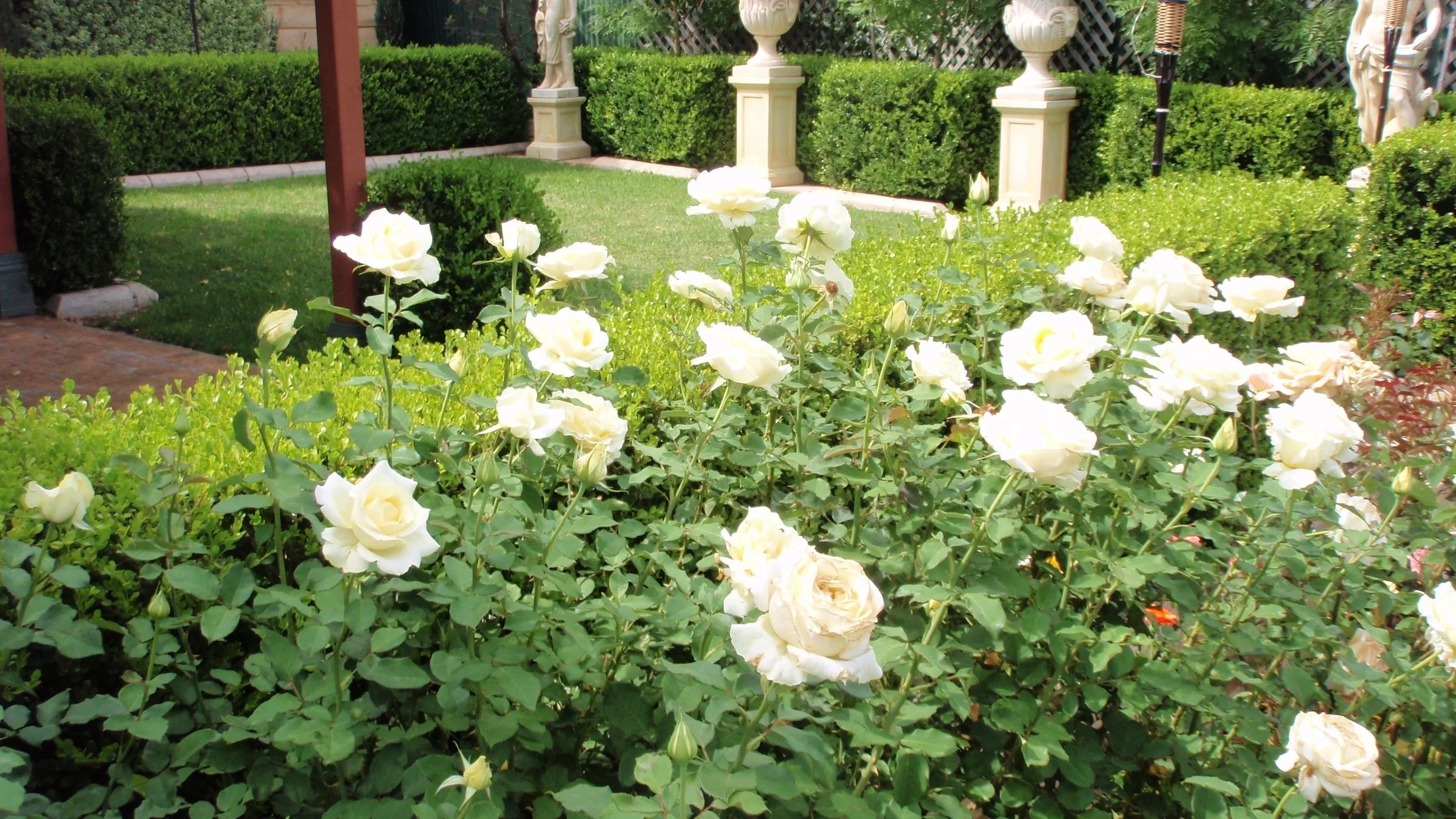 rose+%288%29.jpg