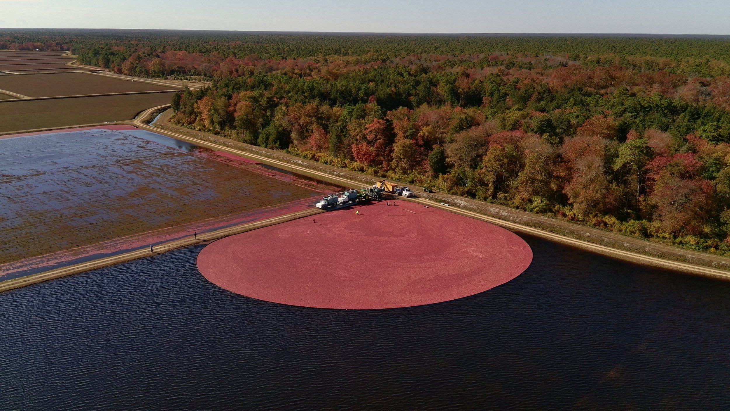 Lee Bros. Inc. Cranberry Farm