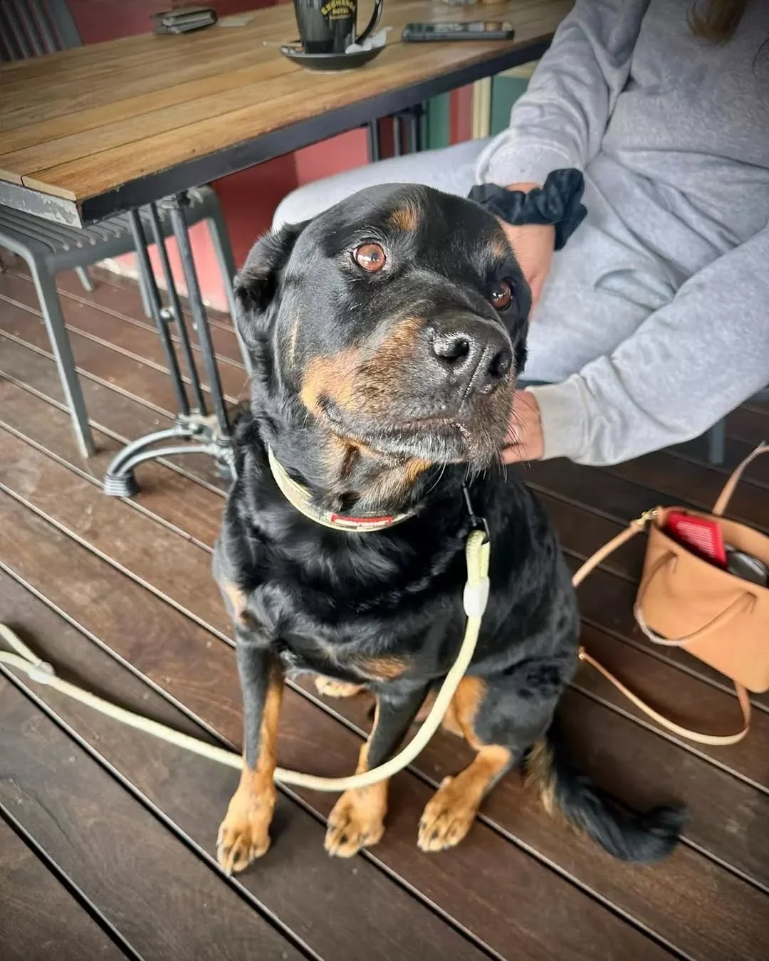 How gorgeous is this guy?!

Bring your furry friend along and enjoy dinner on the Paddy&rsquo;s balcony! Good food and fresh air guaranteed 🐾