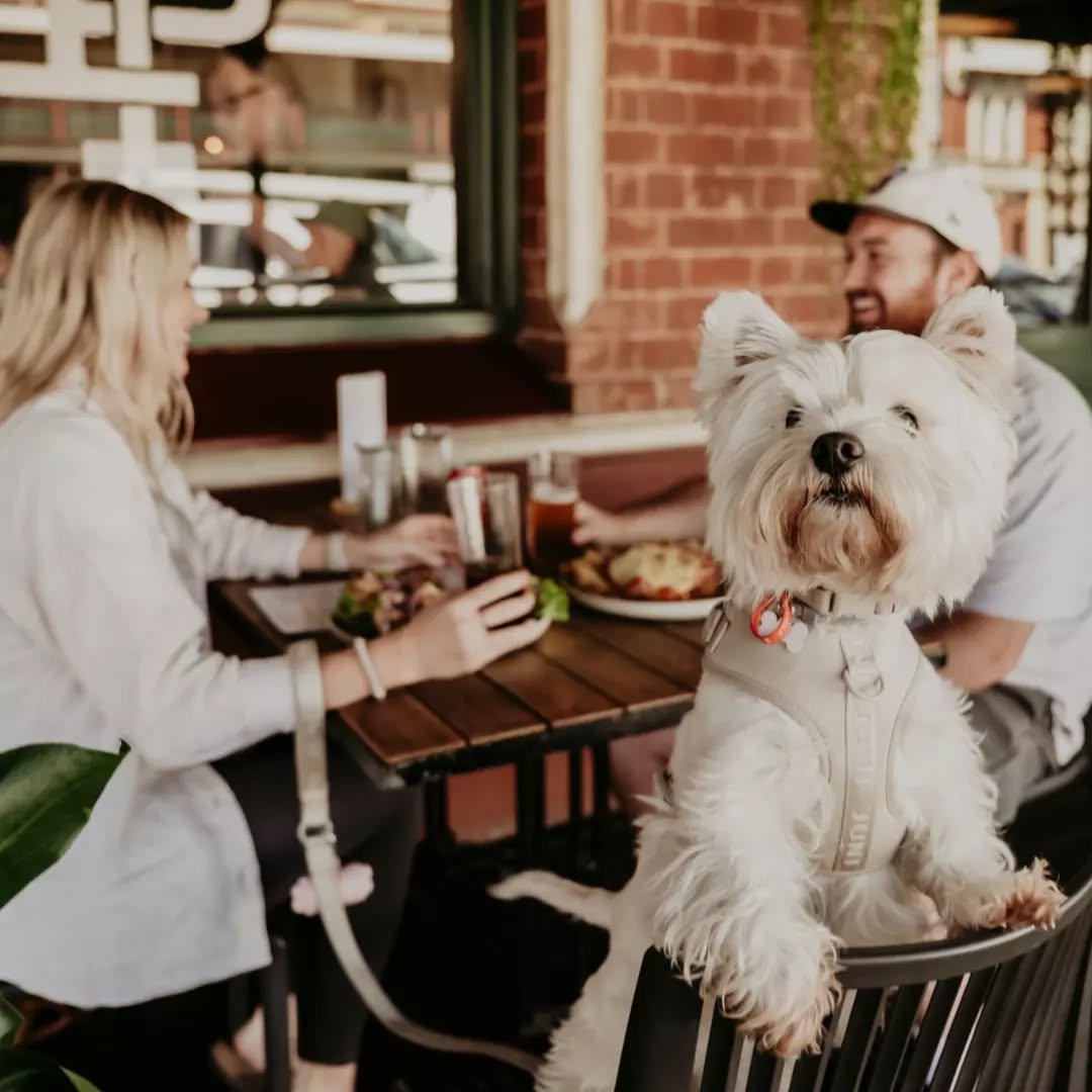 Sunsets, good company, and a four-legged friend by your side 🐾

There&rsquo;s no better way to wind down than a balcony moment at Paddy&rsquo;s. For bookings head to the link in our bio.