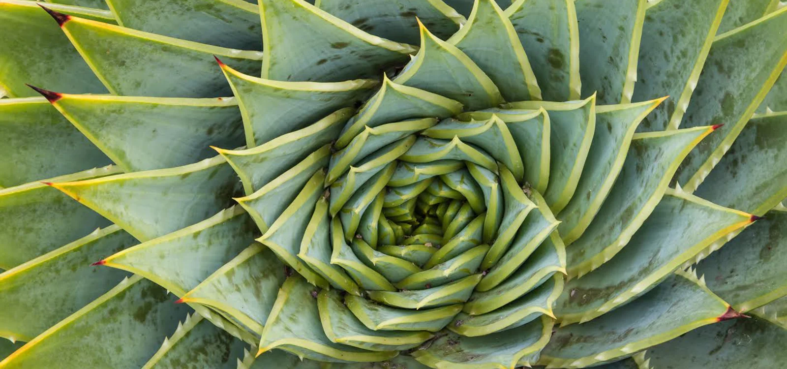 BIOMIMICRY IN HOME DESIGN