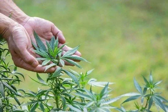 Hempcrete: A Carbon-Negative Insulation