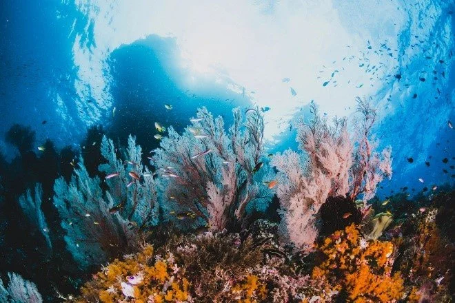 The Overlooked Heroes of Coral Reefs