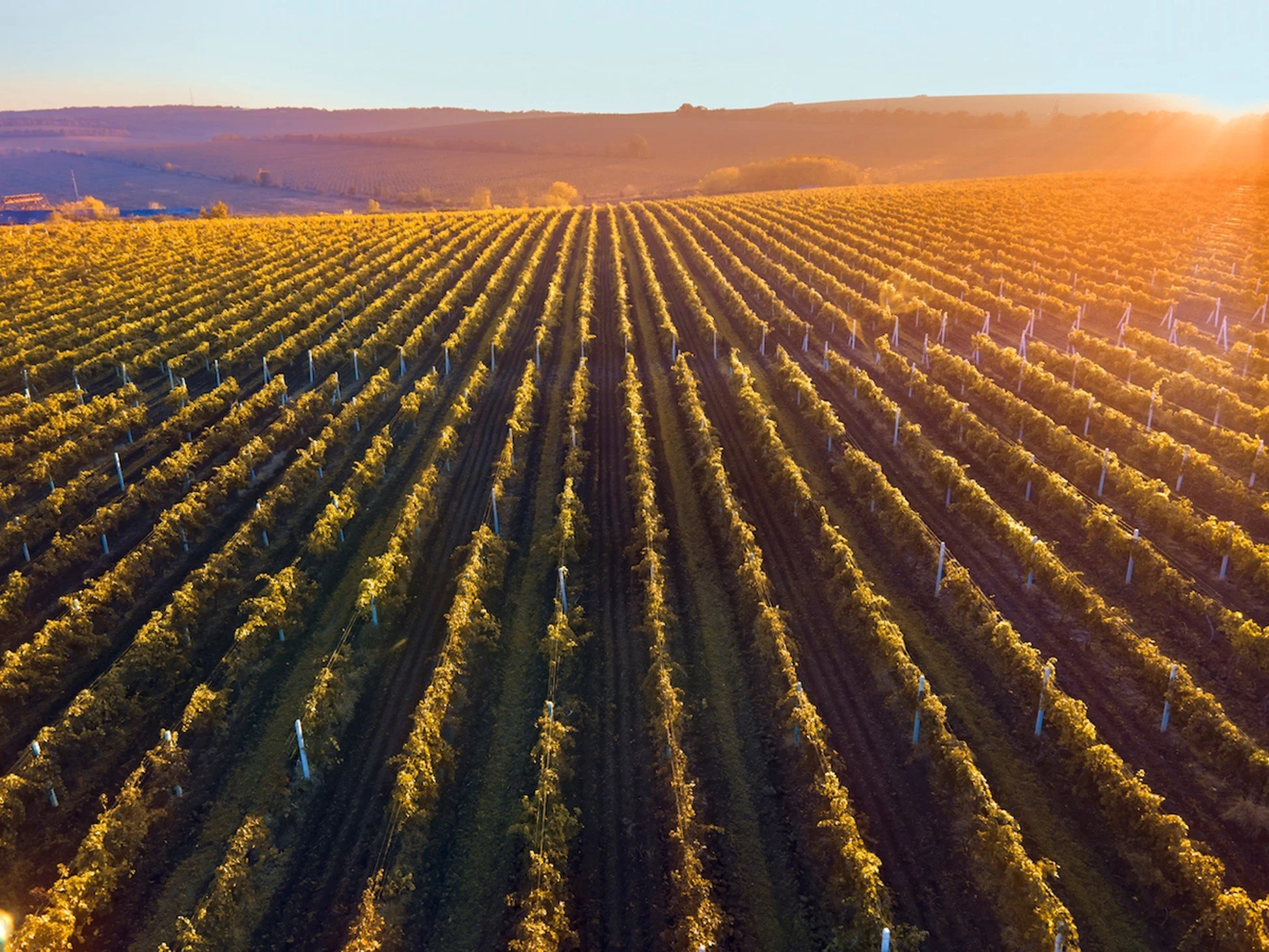 Vineyards, Sheep, and Ecosystem Health