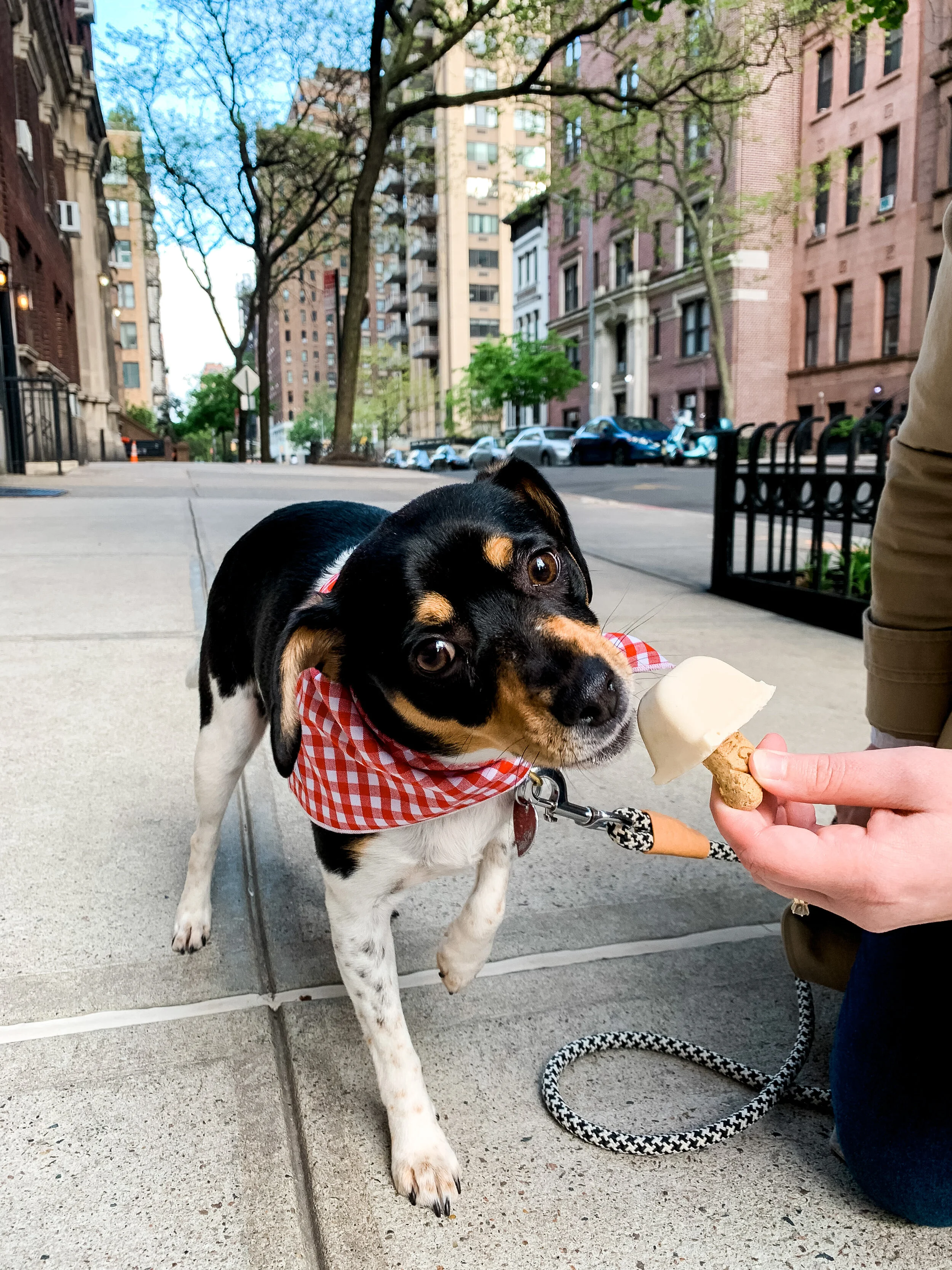 Penny's New Favorite Treat