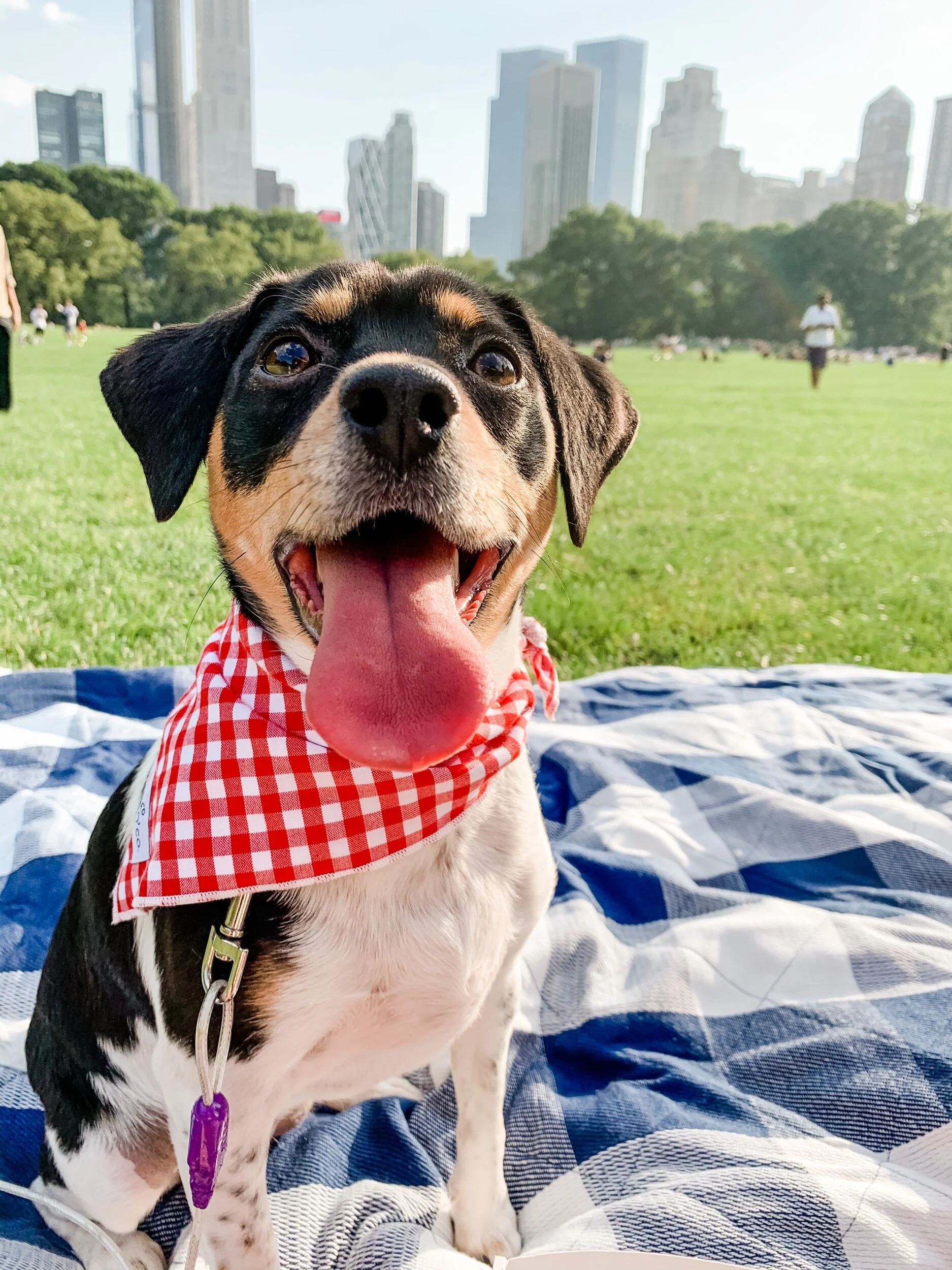 Happy Independence Day!