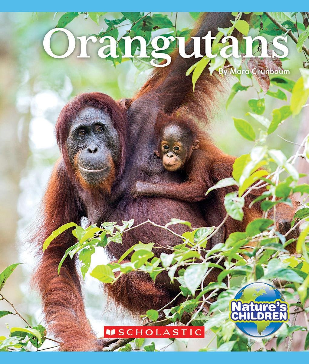 Orangutans.jpg