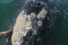 How Do Barnacles Attach to Whales?