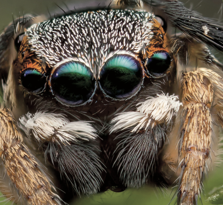 Creepy Crawlers