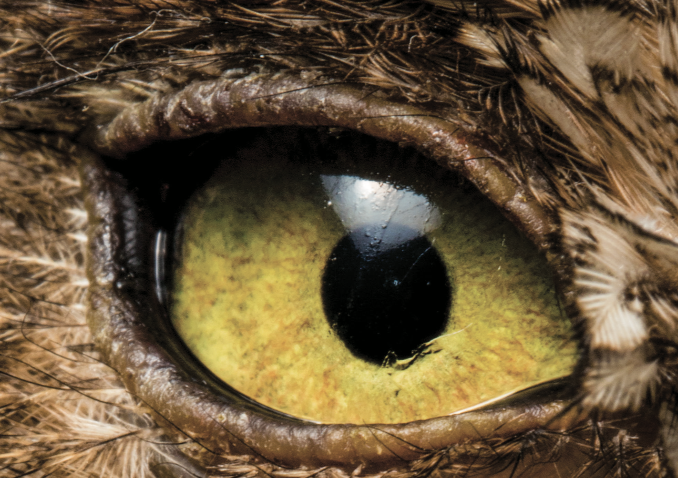 Extraordinary Eyes