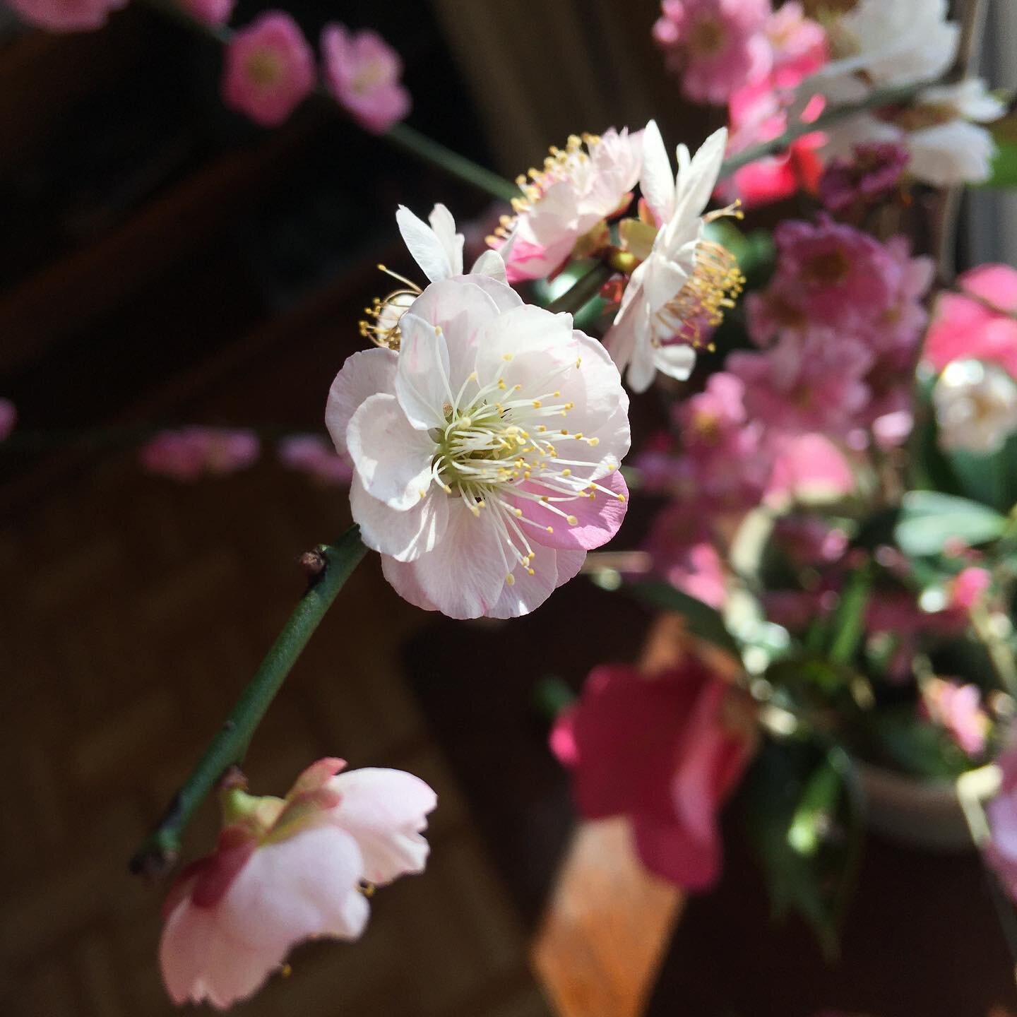 I&rsquo;m so in love with ume season! I didn&rsquo;t realise how Japan had such an abundance of flowers blooming throughout the winter, and it&rsquo;s seriously messing with my internal seasonal clock. The garden is full of blossoms - Japanese daffod