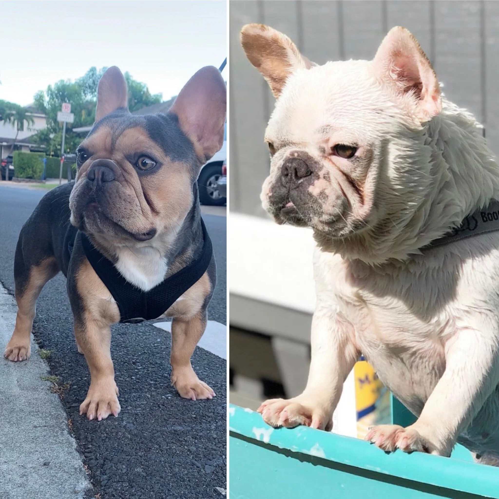 CONFIRMED: YUKI x MAUI