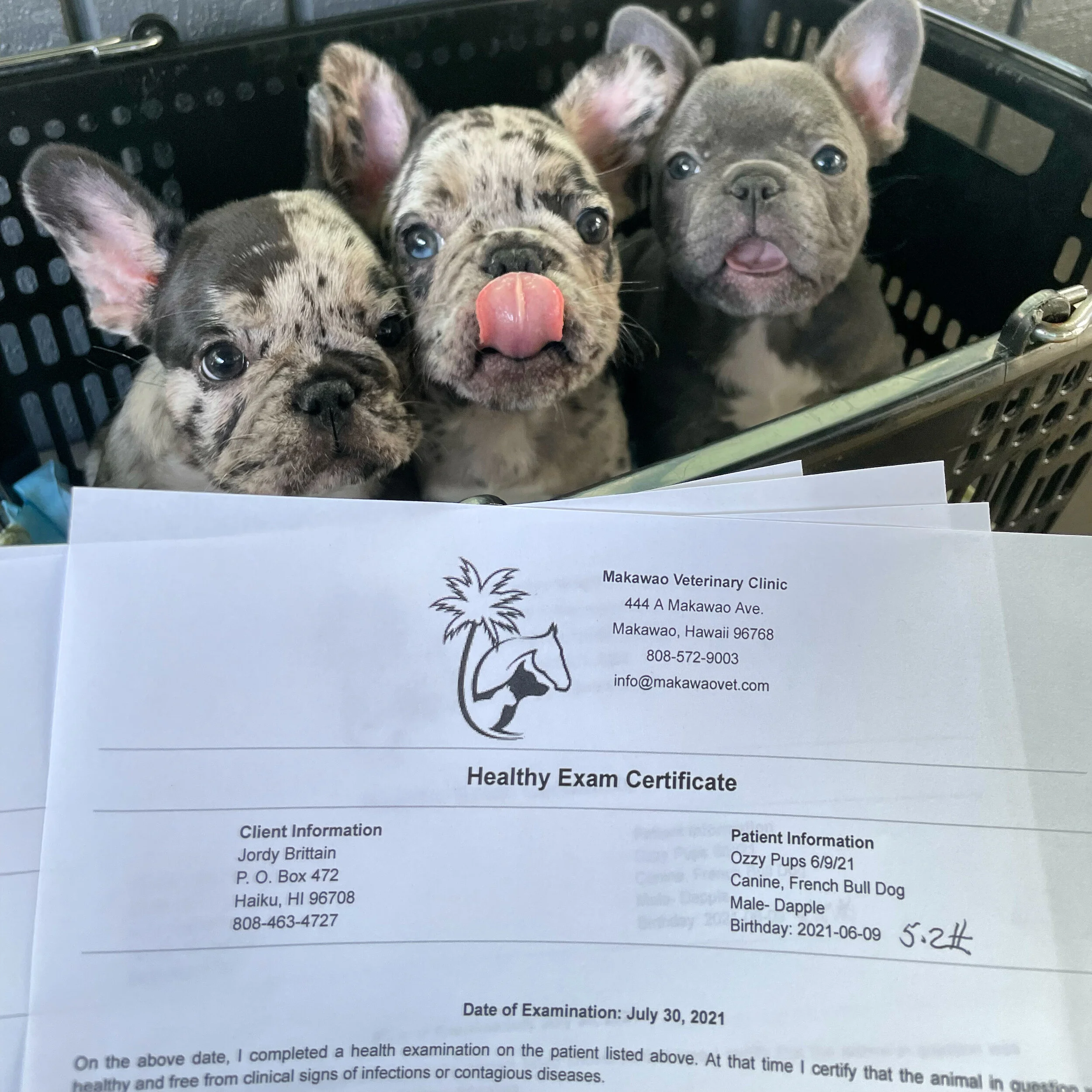 NEW ARRIVALS: OZZY X RUBBLE