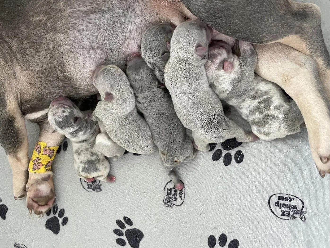 NEW ARRIVALS: SAWEETIE x PABLO