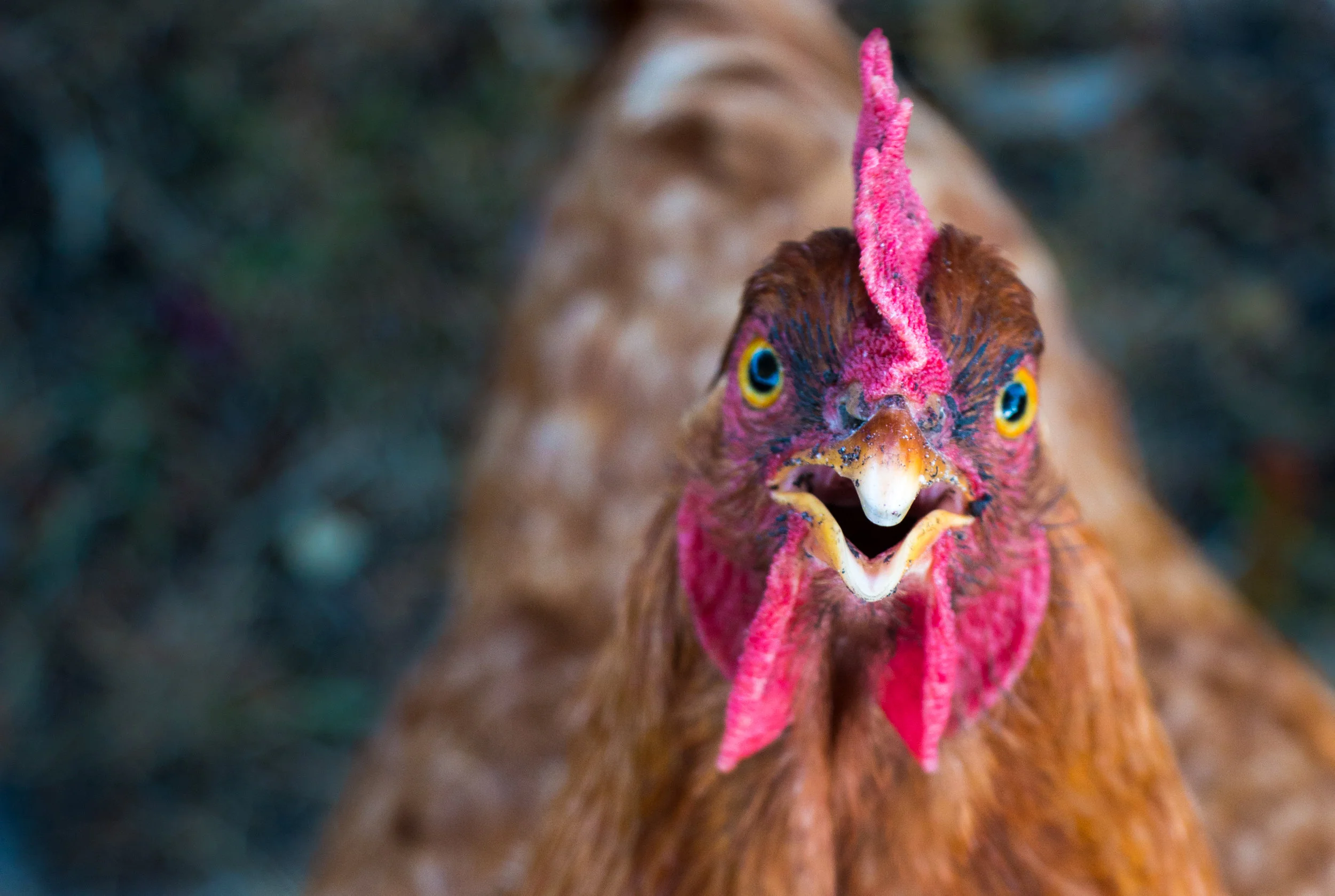 Why you need to write for the guy who stole the chickens
