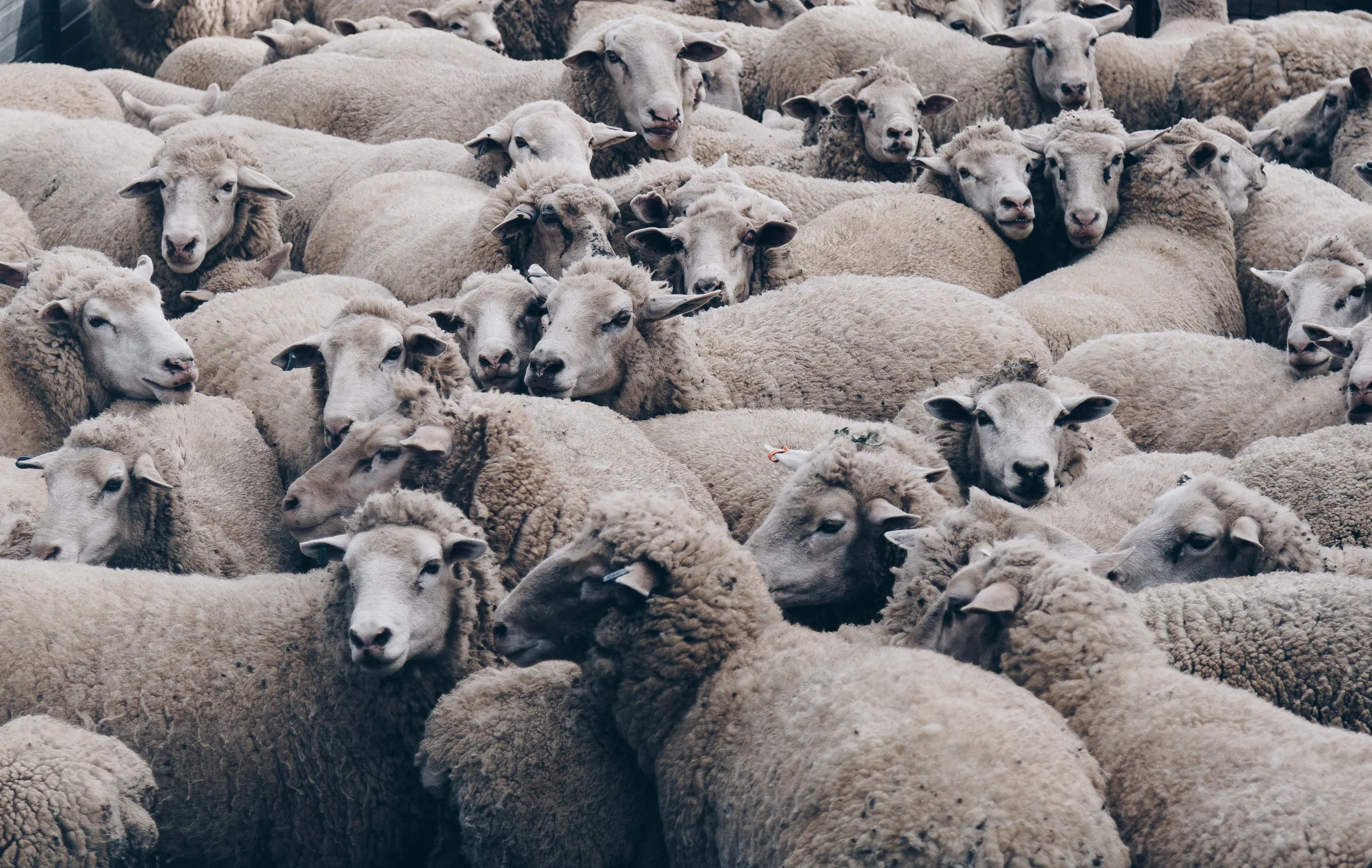 Don't follow the crowd