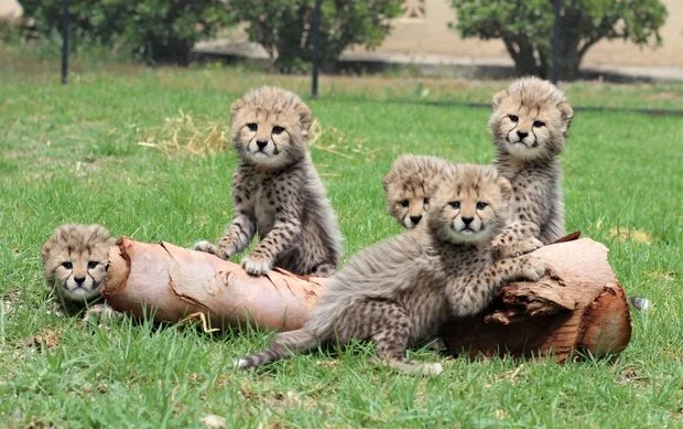 The Baby Cheetahs wish you luck… and discourage you from cheet ing.