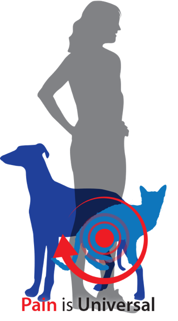 pain relations graphic_blue cat.png
