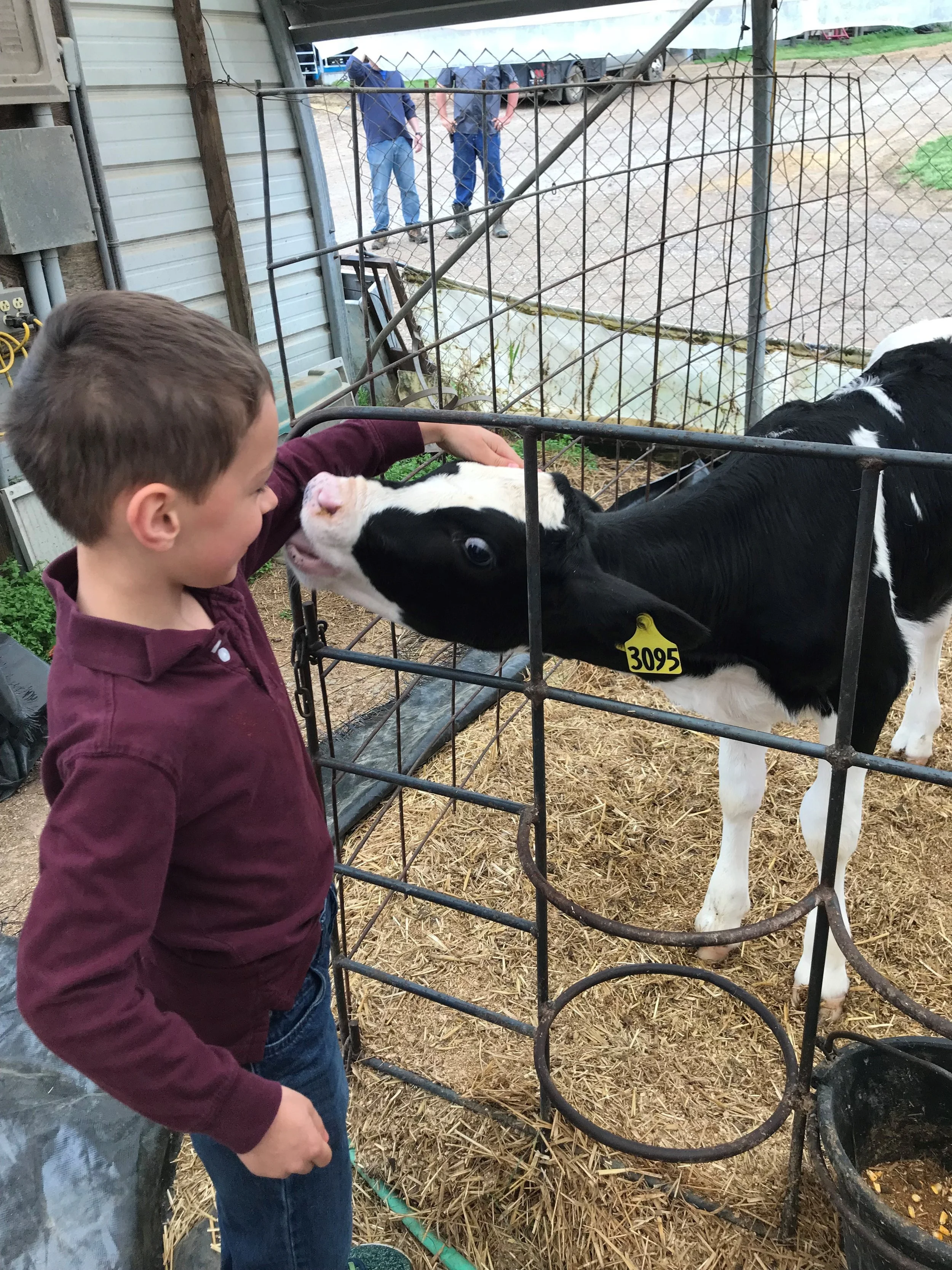 phillip and the cow.jpg