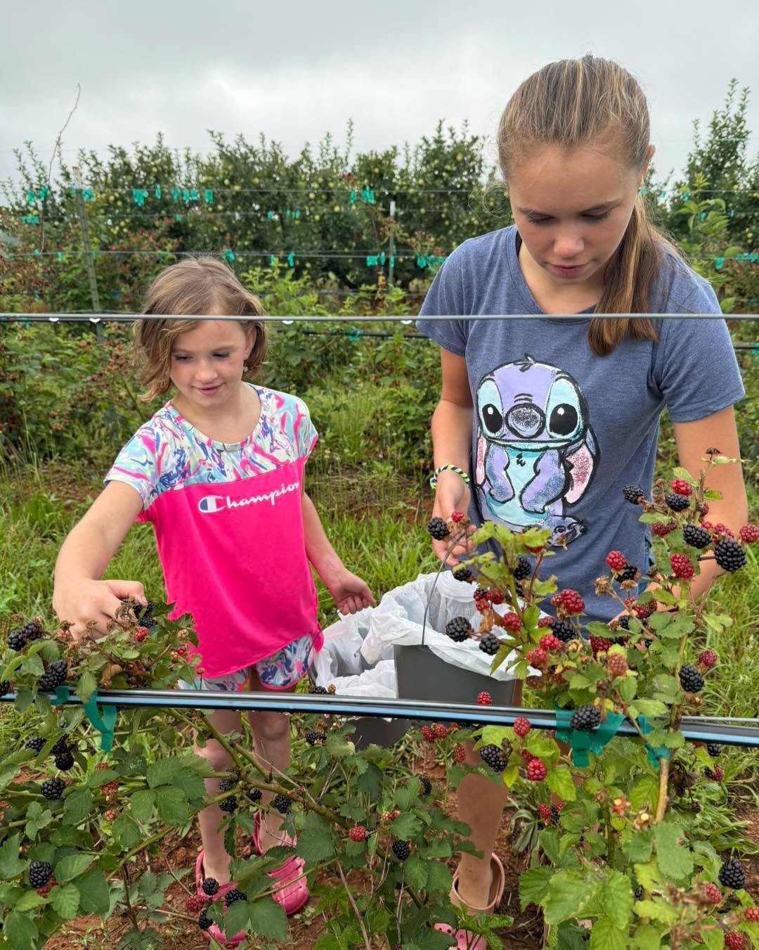 This week, our young chefs-in-training are having a blast at Chef&rsquo;s Camp! From heading out to pick fresh blackberries to making sweet and savory treats in the kitchen, these kids are learning to cook with fun and creativity. 🫐🍰 So proud of th