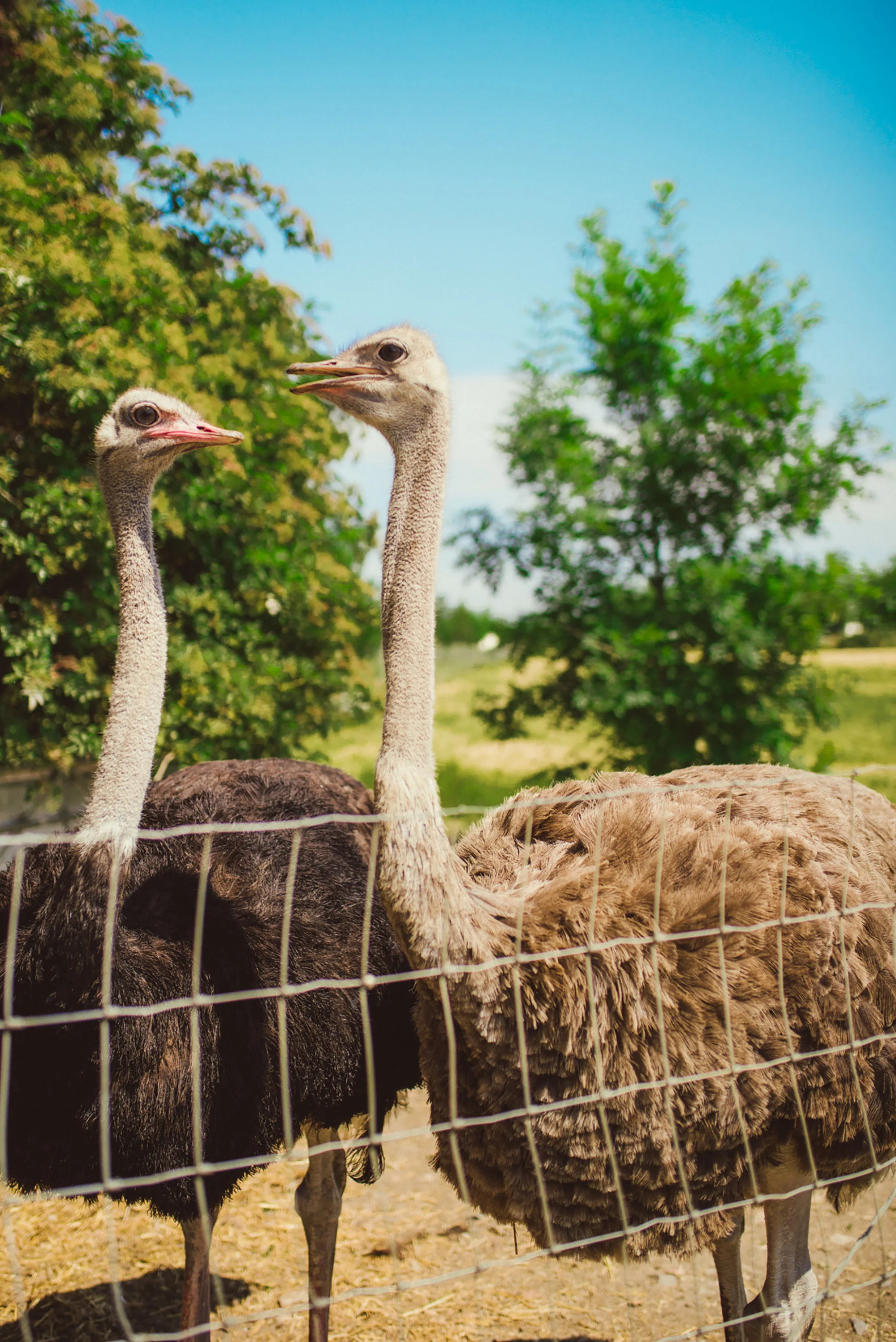 PRF_88302018, atmos, BOTF, Friday, ostrich.jpg