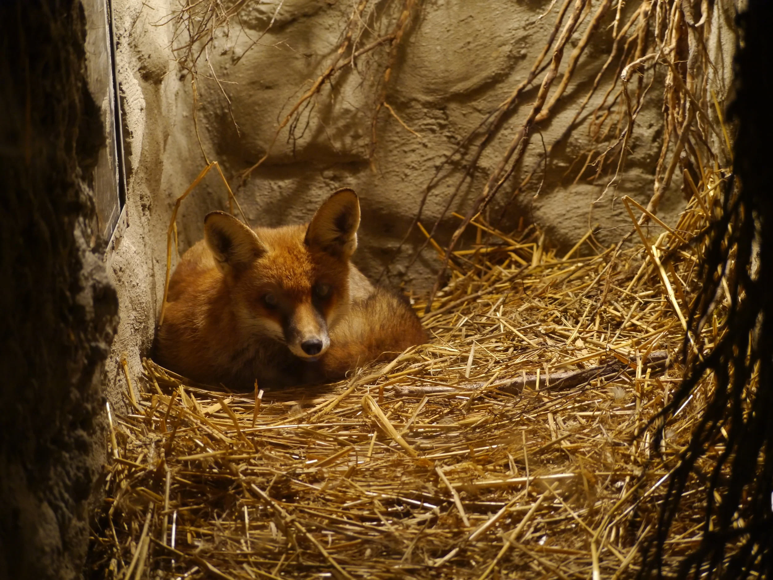 DoktorFuchs wird Rotfuchs-Pate