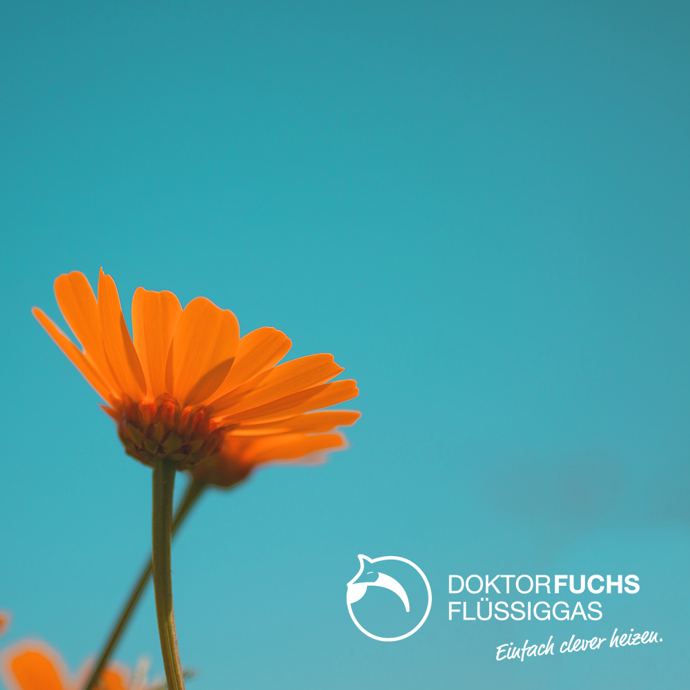 BEENDET: Frühlingsaktion 2020