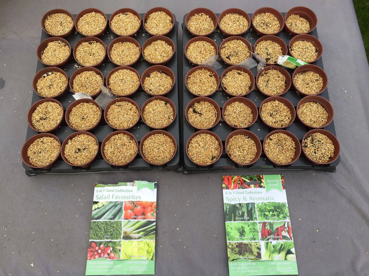 growing seeds.jpg