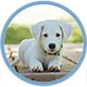 small_animals_logo80x80.jpg
