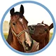 equine-wellness 80x80.jpg