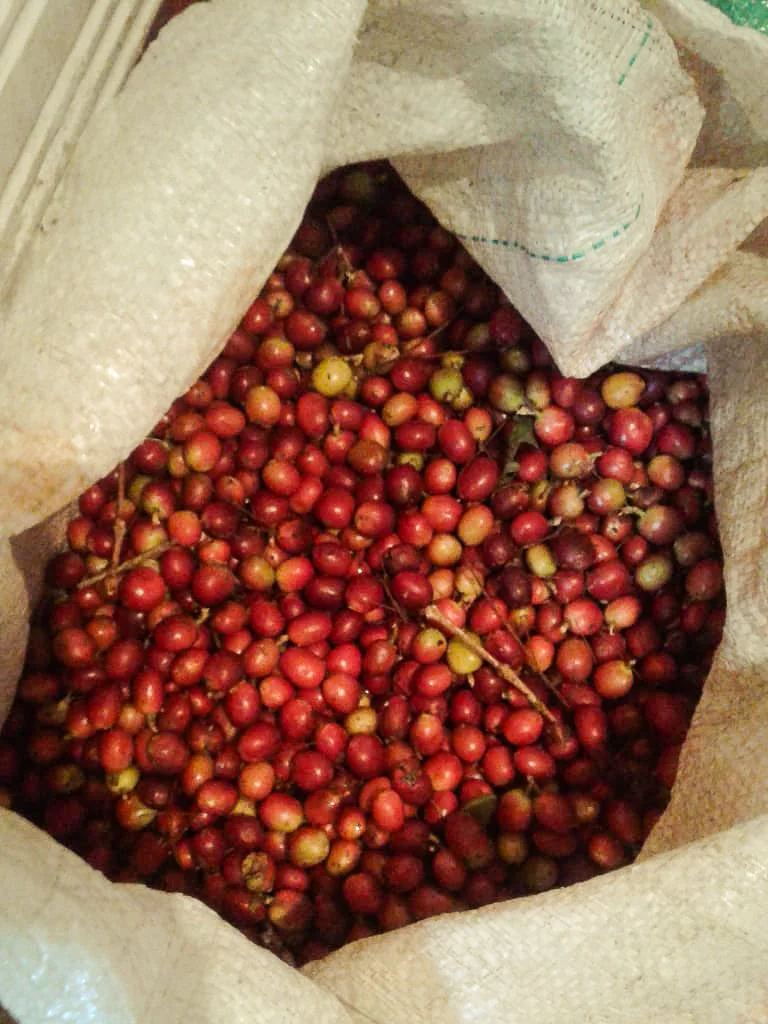 Récolte de fruits de café