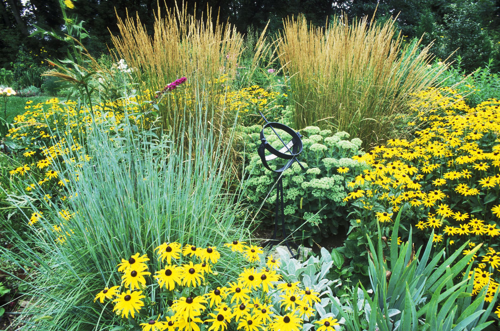 1502207205-ornamental-grasses.jpg