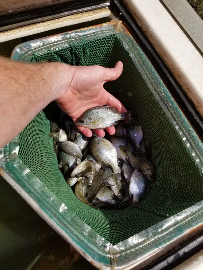 Fish Picture 1.webp
