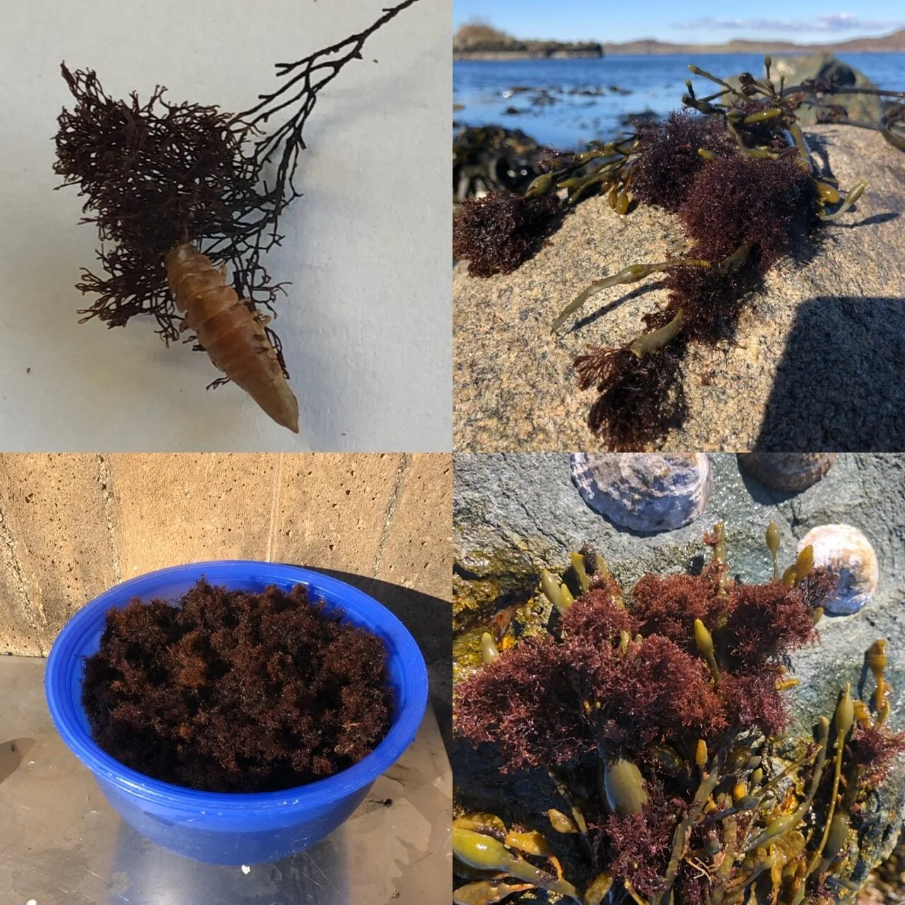 Trøffeltang (Grisetangdokke)