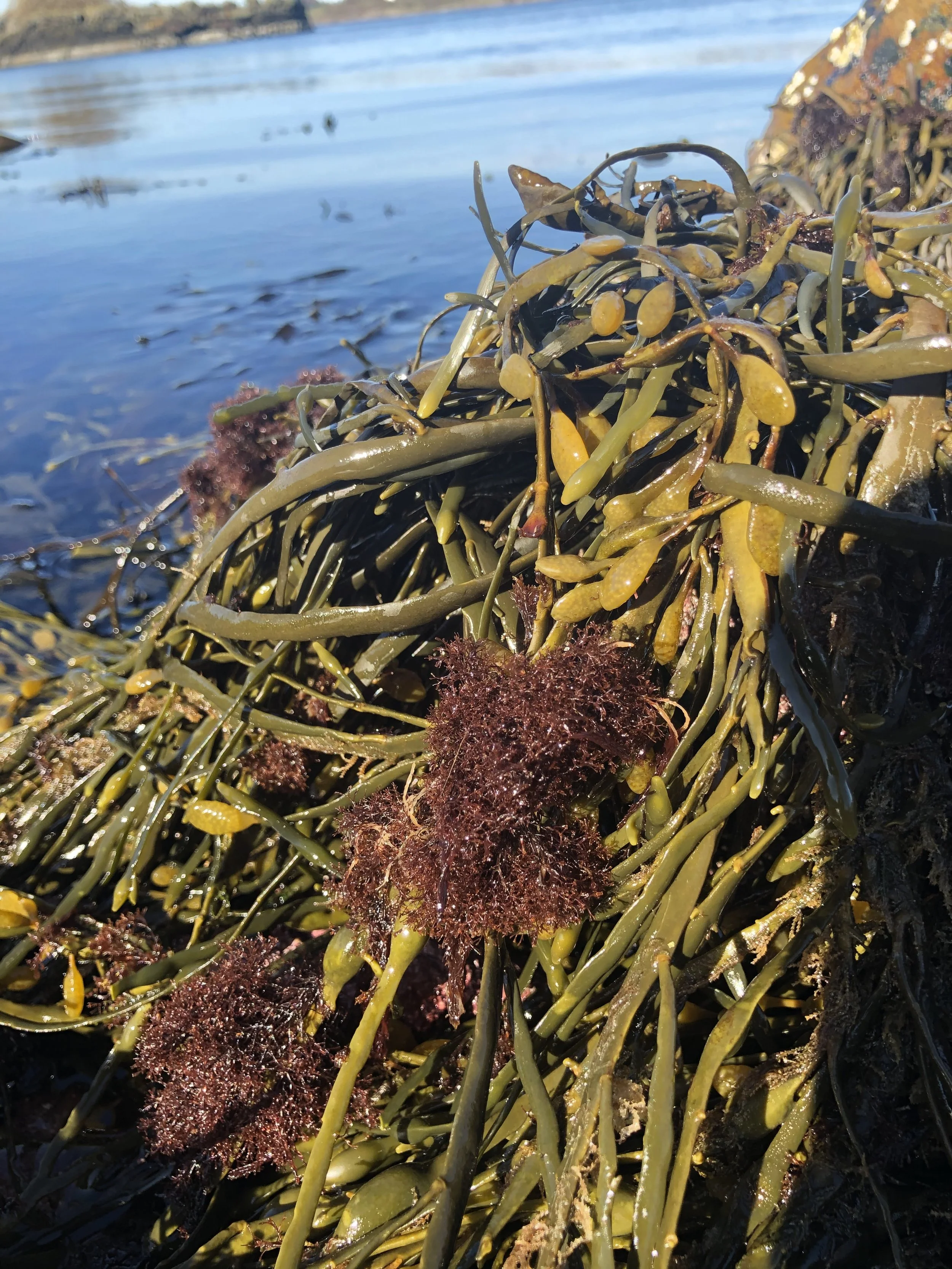 Norsk sjøtrøffeltang/Grisetangdokke 10 gr.