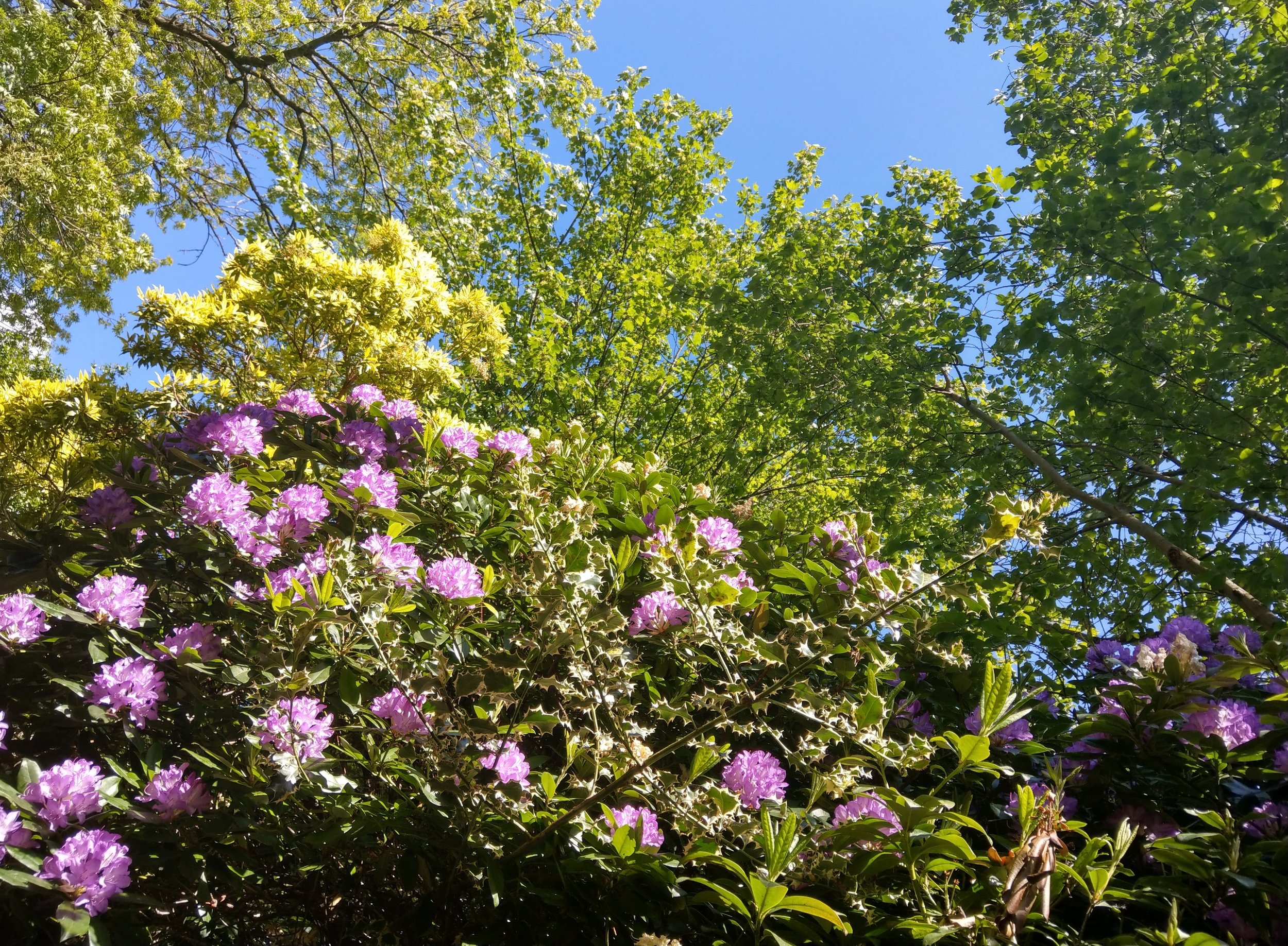 Gardening is thought to improve the outcomes of patients with mental health issues