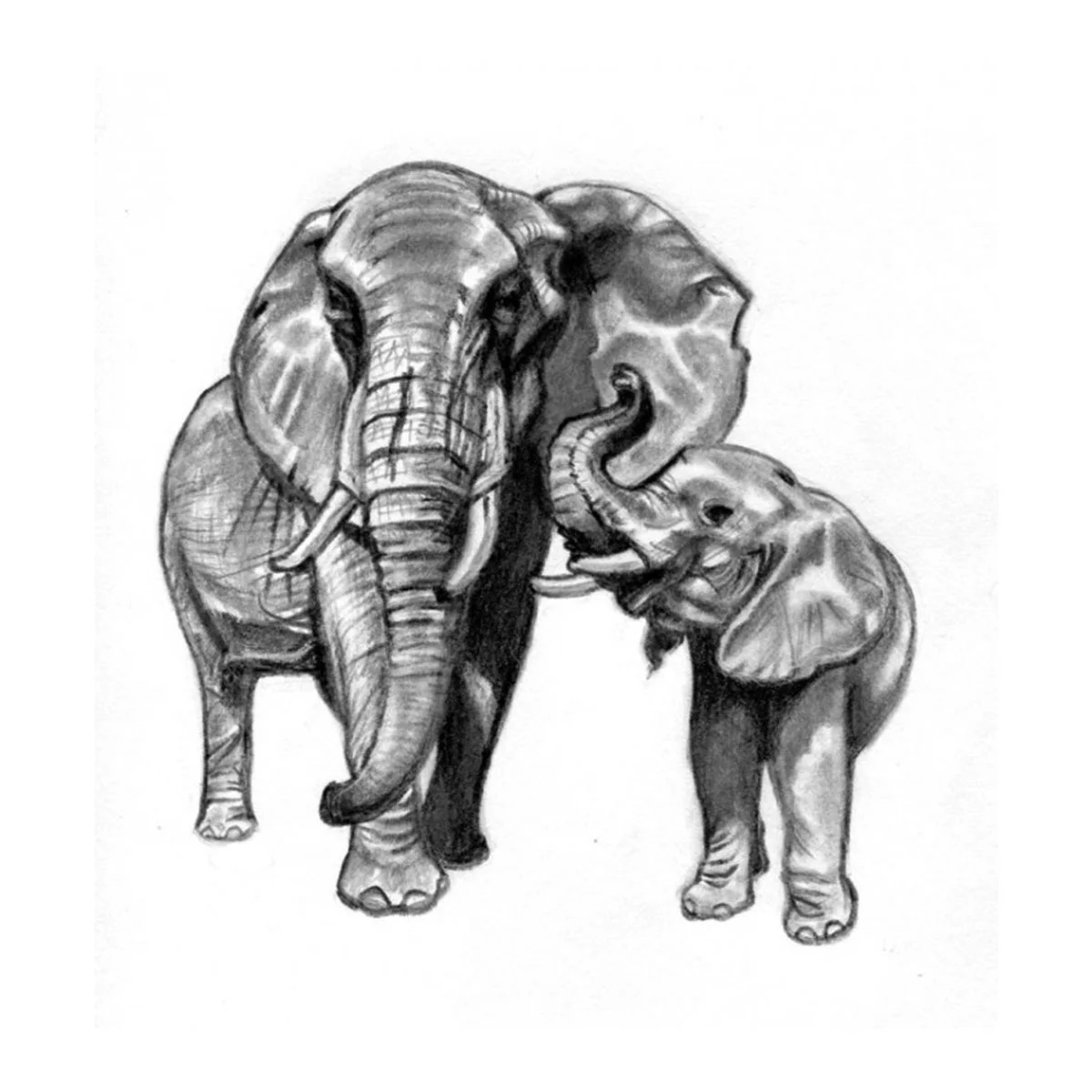 Elephants-for-Website.jpg