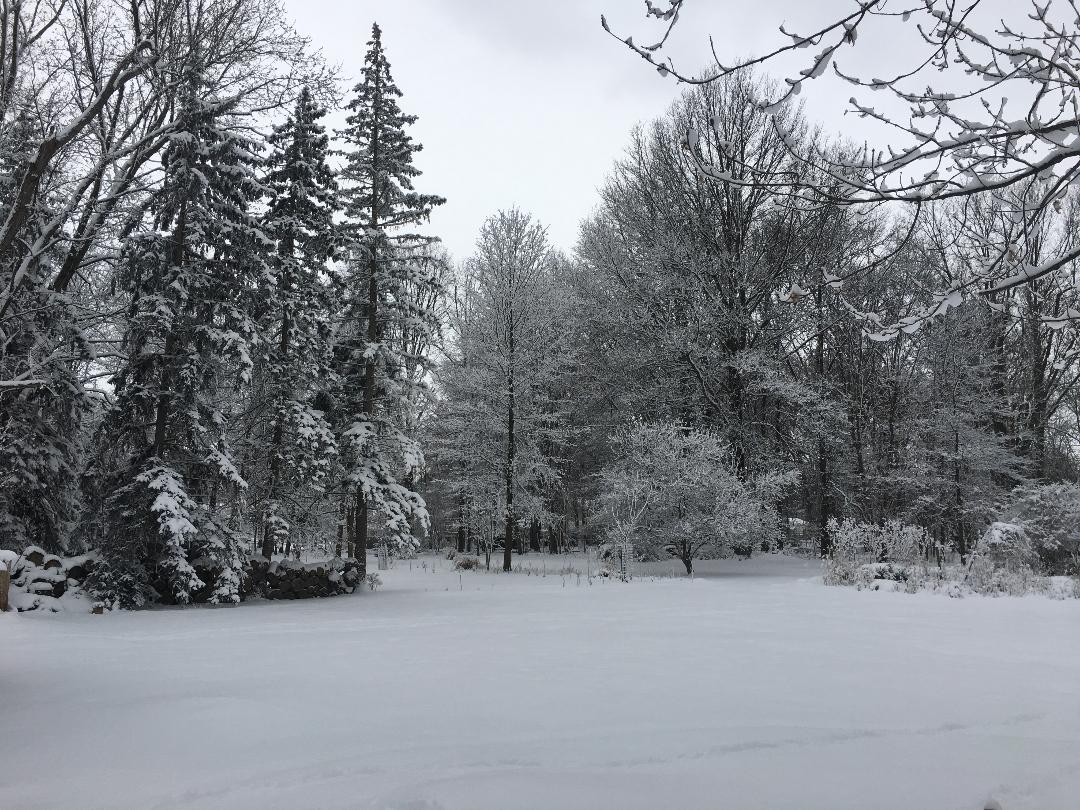 Winter Scene.jpg