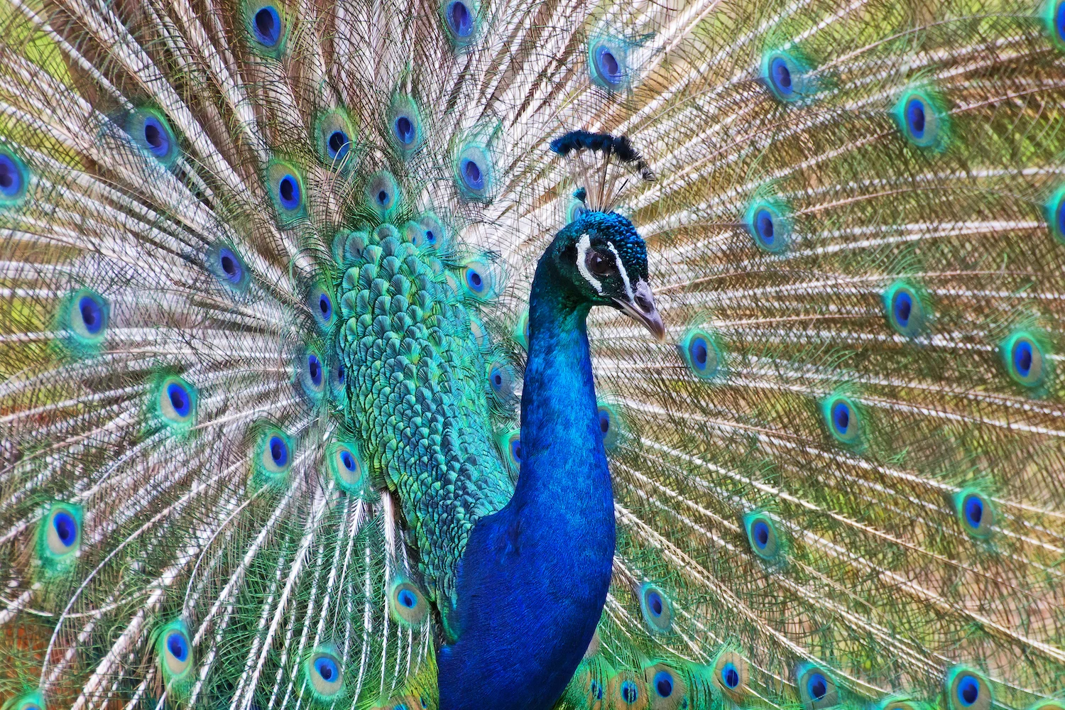 peacock photo.jpg