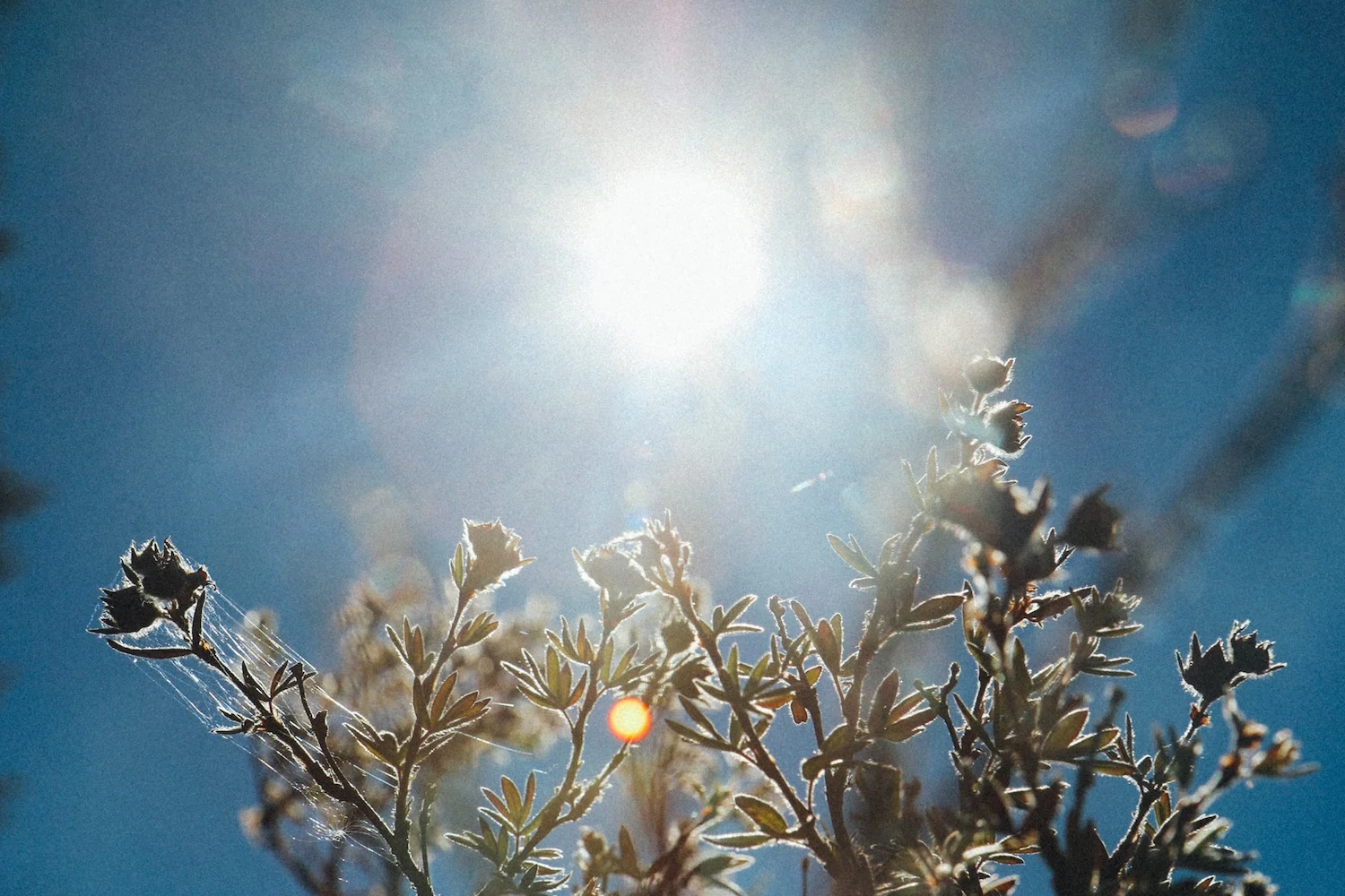 FlowersRetreatCobweb.jpg