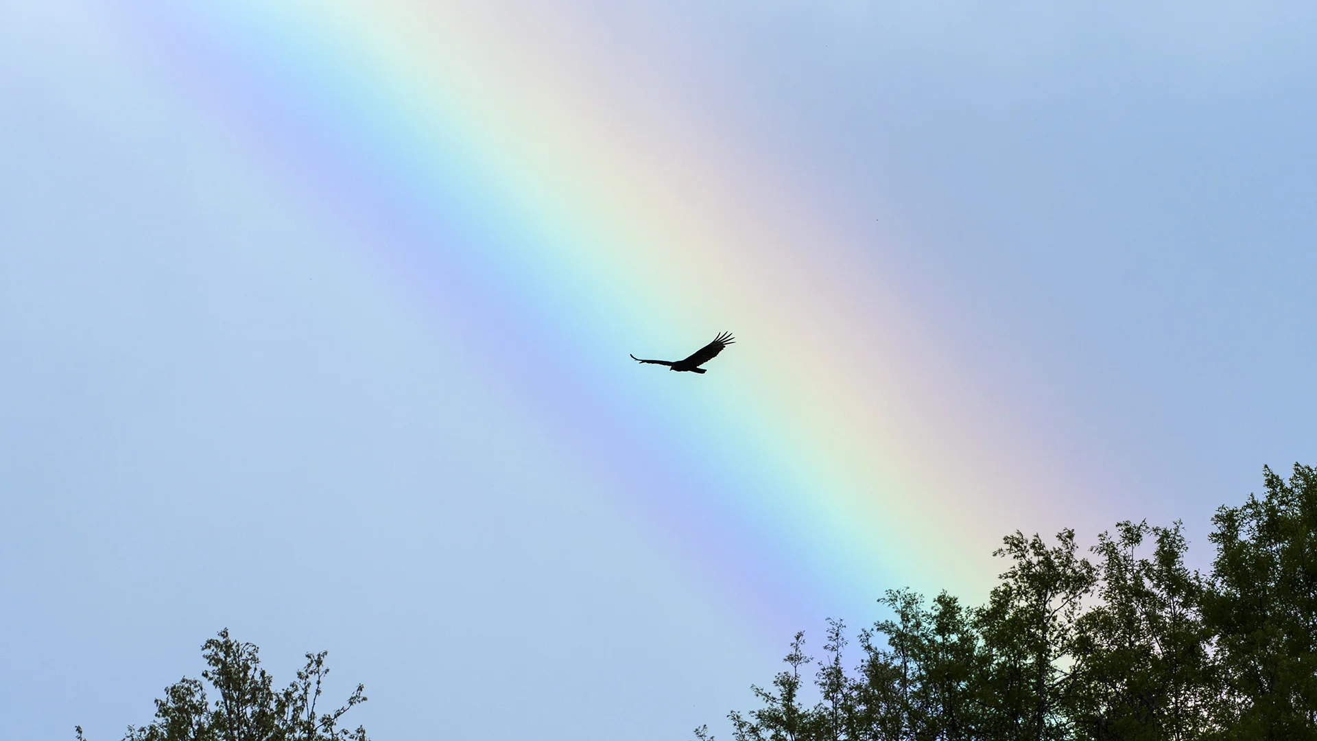 Turkey Vulture Rainbow