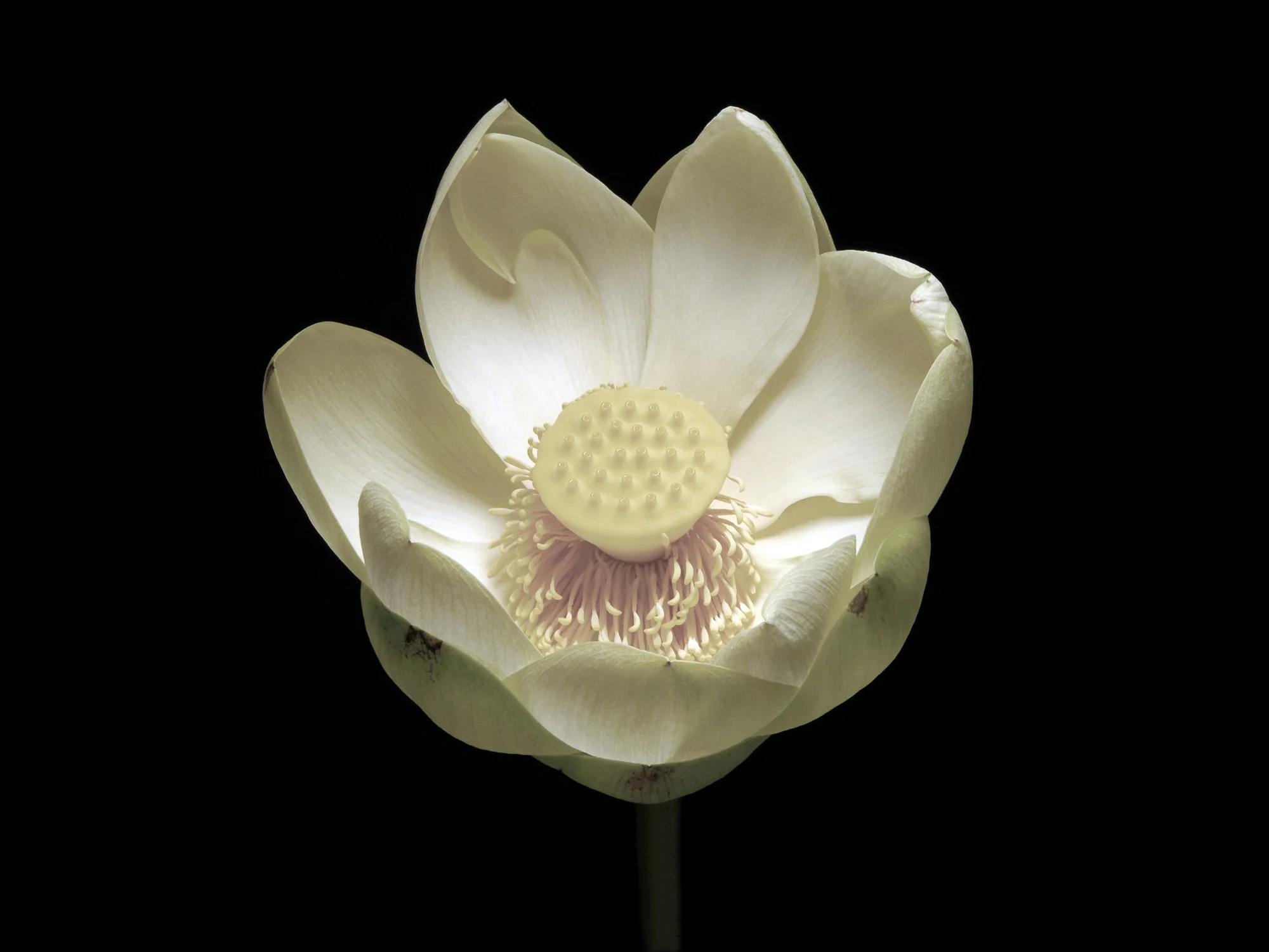 Lotus