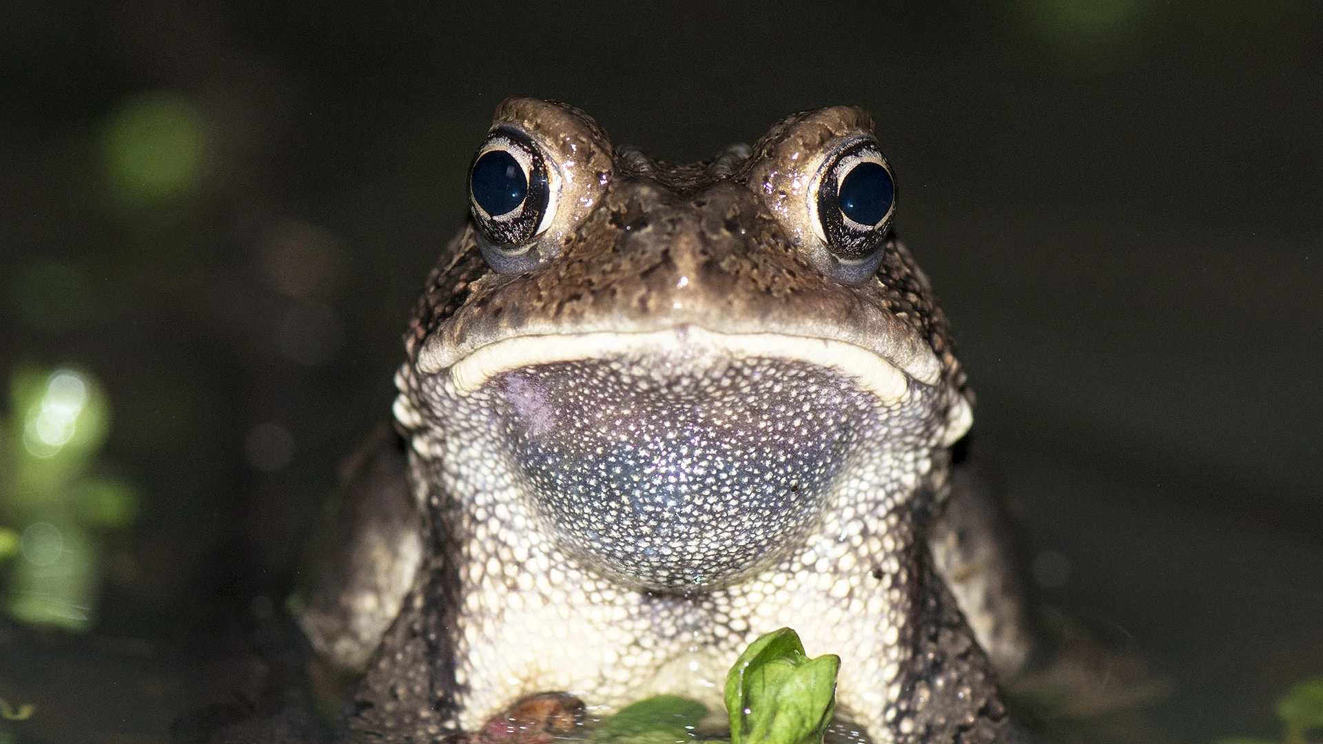 American Toad
