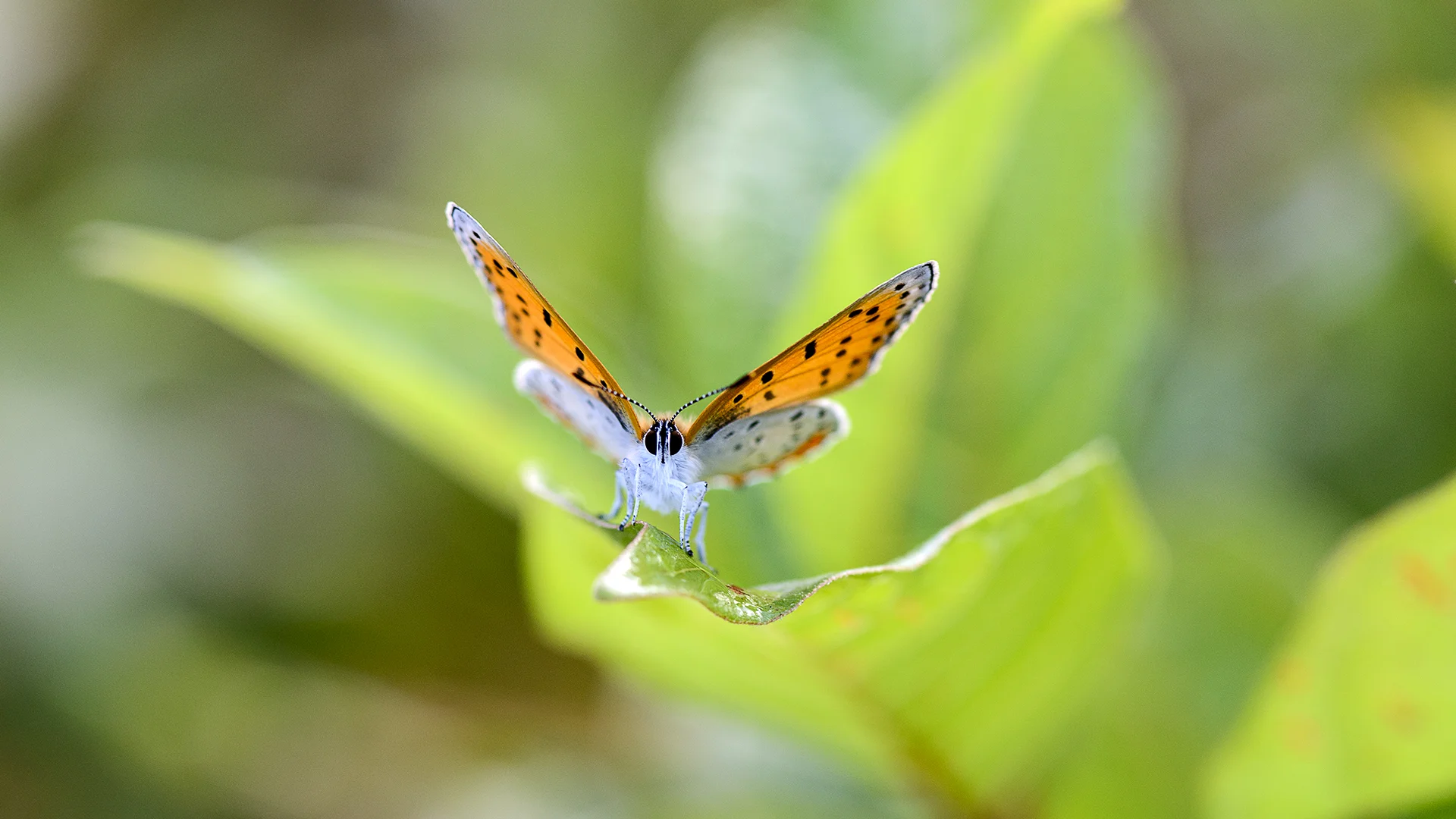  The bronze copper (Lycaena Hyllus) is found throughout North America, preferring low, wet areas such as bogs, marshes, wet meadows, and ponds. Goose Pond Wildlife Refuge. Linton, IN 2016. 