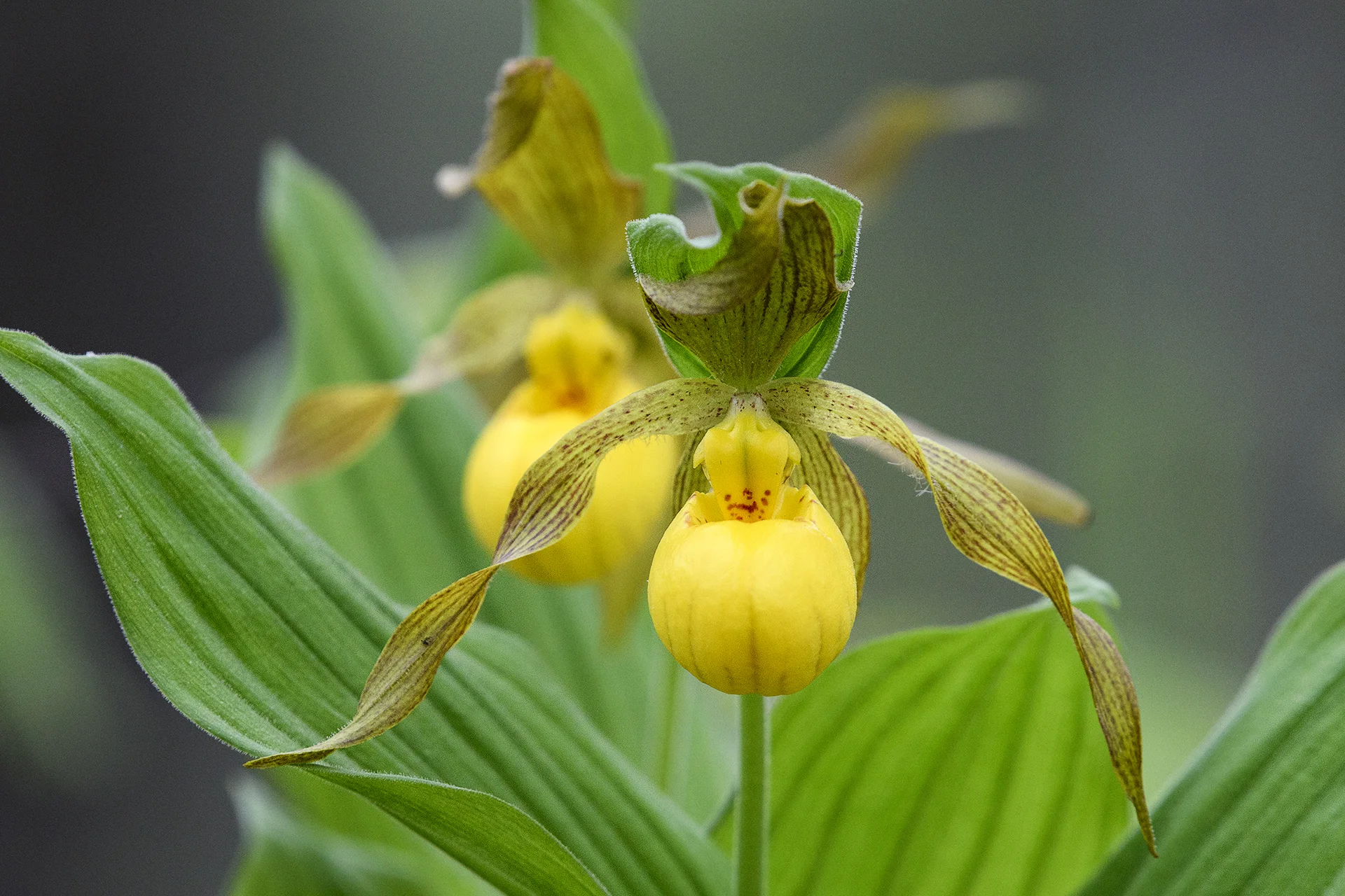 Yellow Lady's Slipper