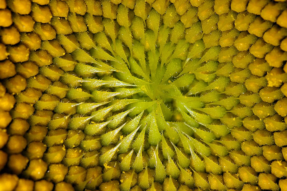 Sunflower Florets