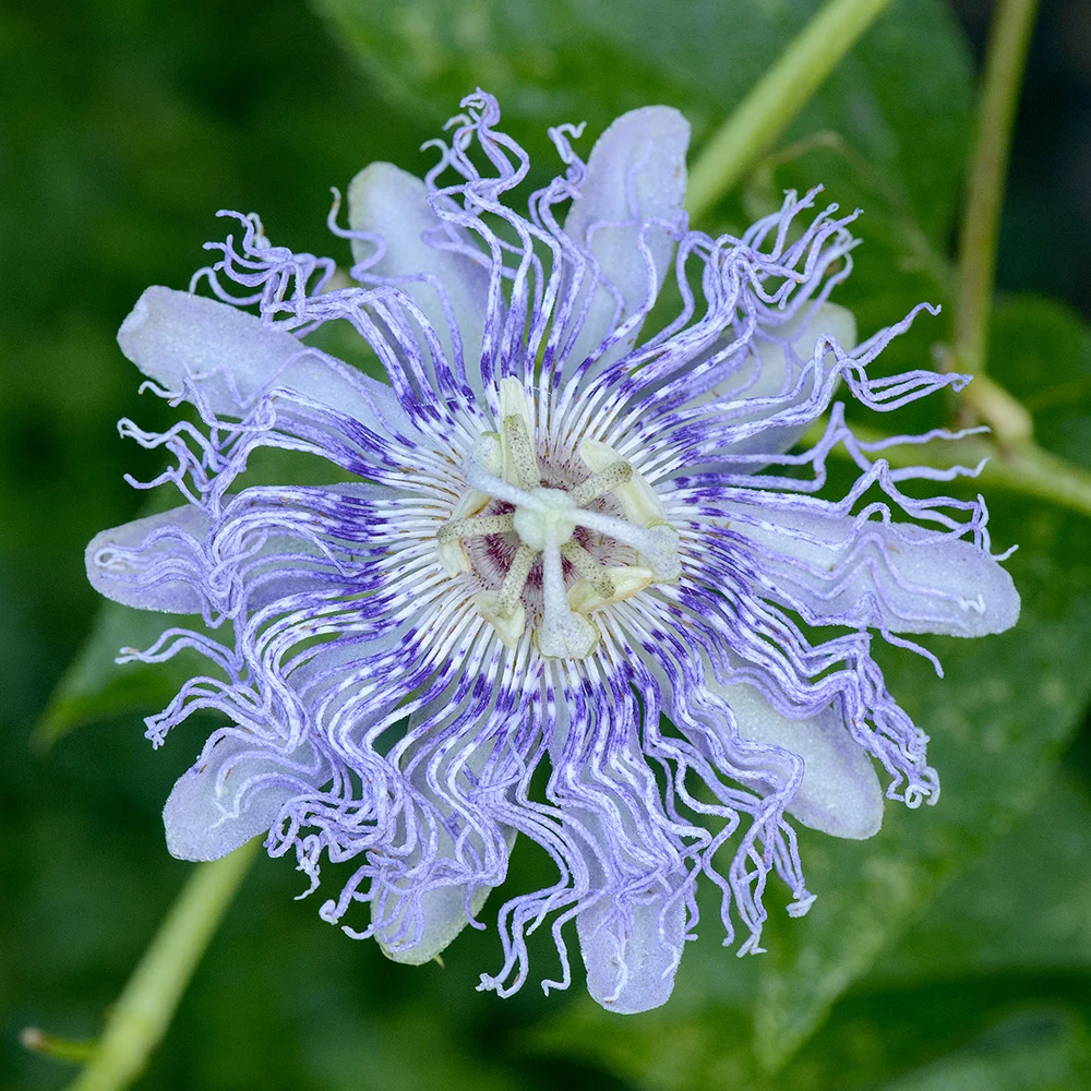 Passion flower