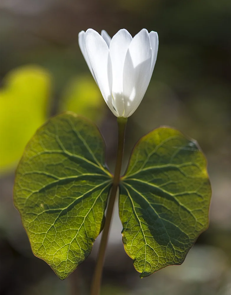 Twin leaf